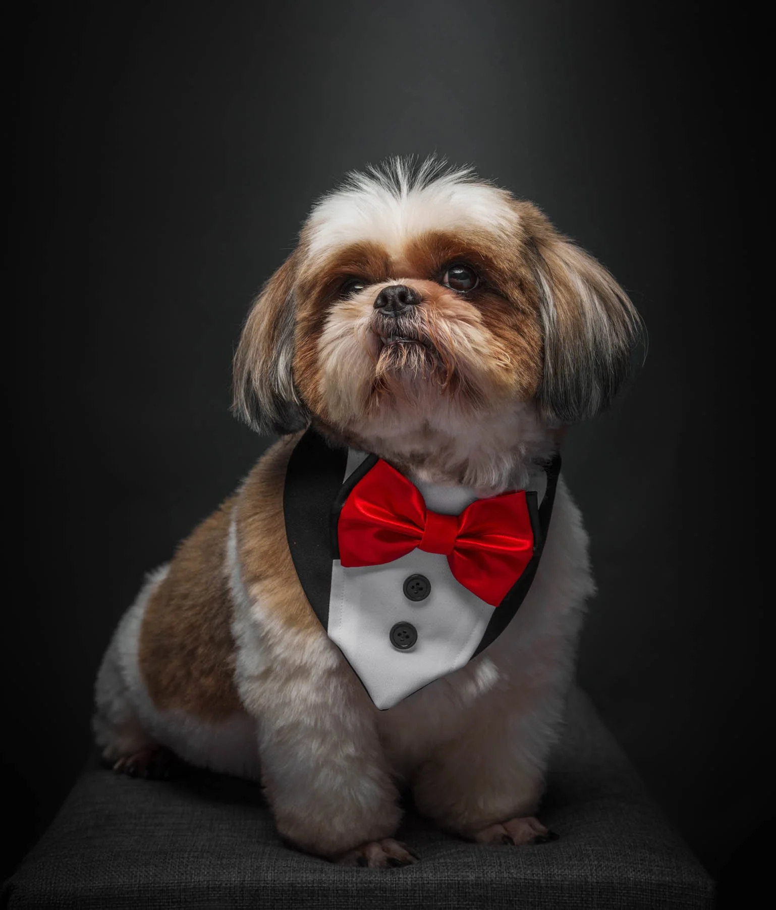 ShihTzu-pet photography-Pasig.jpg