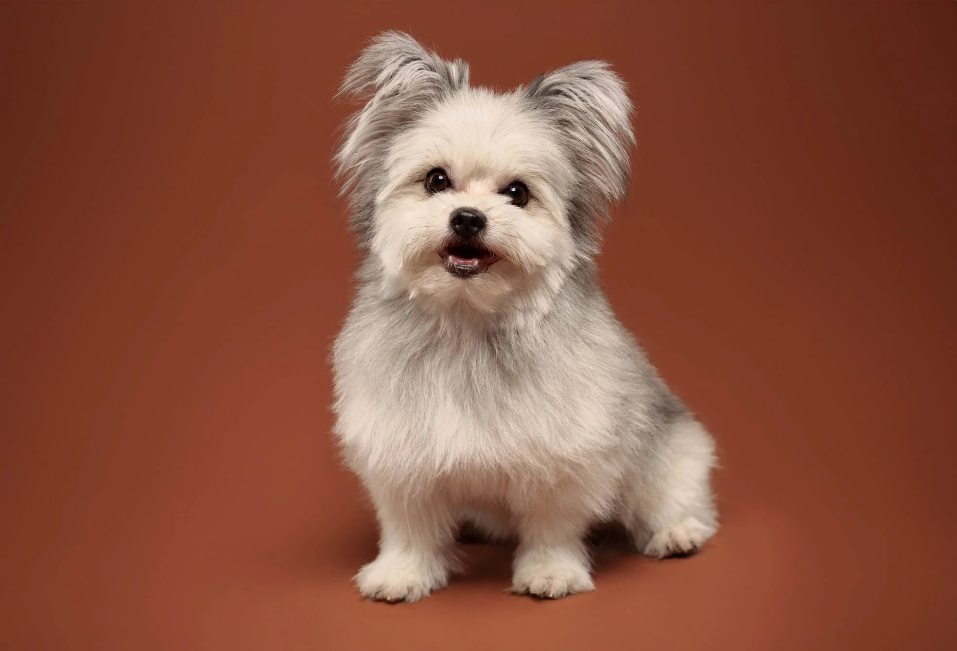 Pomeranian-pet portraits-Paranaque City.jpg