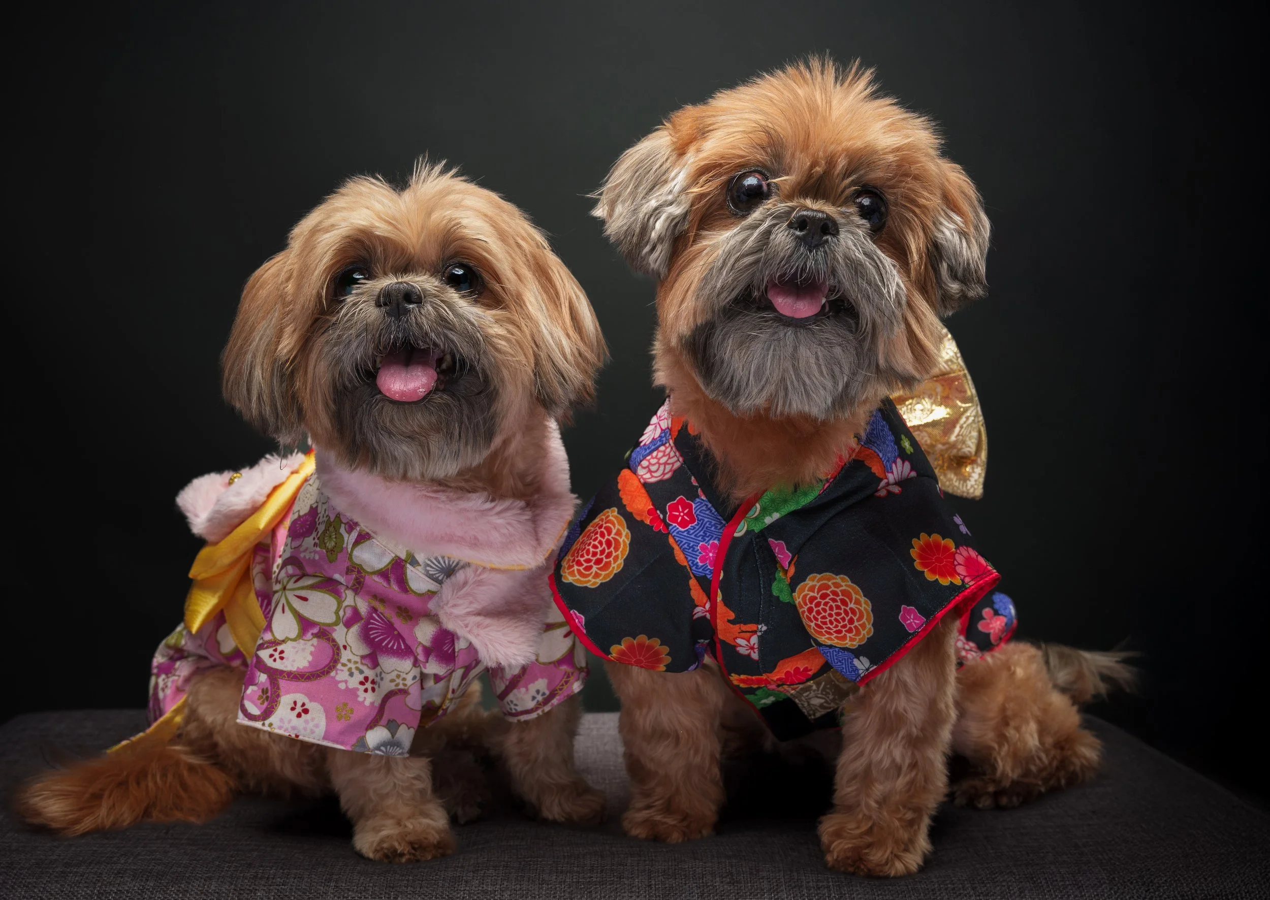 Two small dogs dressed in traditional Japanese yukata sitting on a black background.