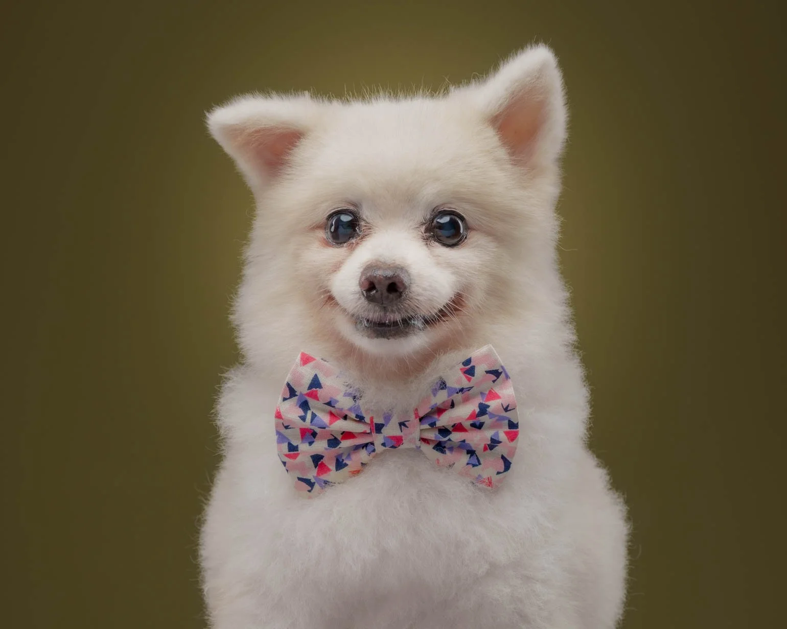 Pet photography- quezon city- metro manila.jpg
