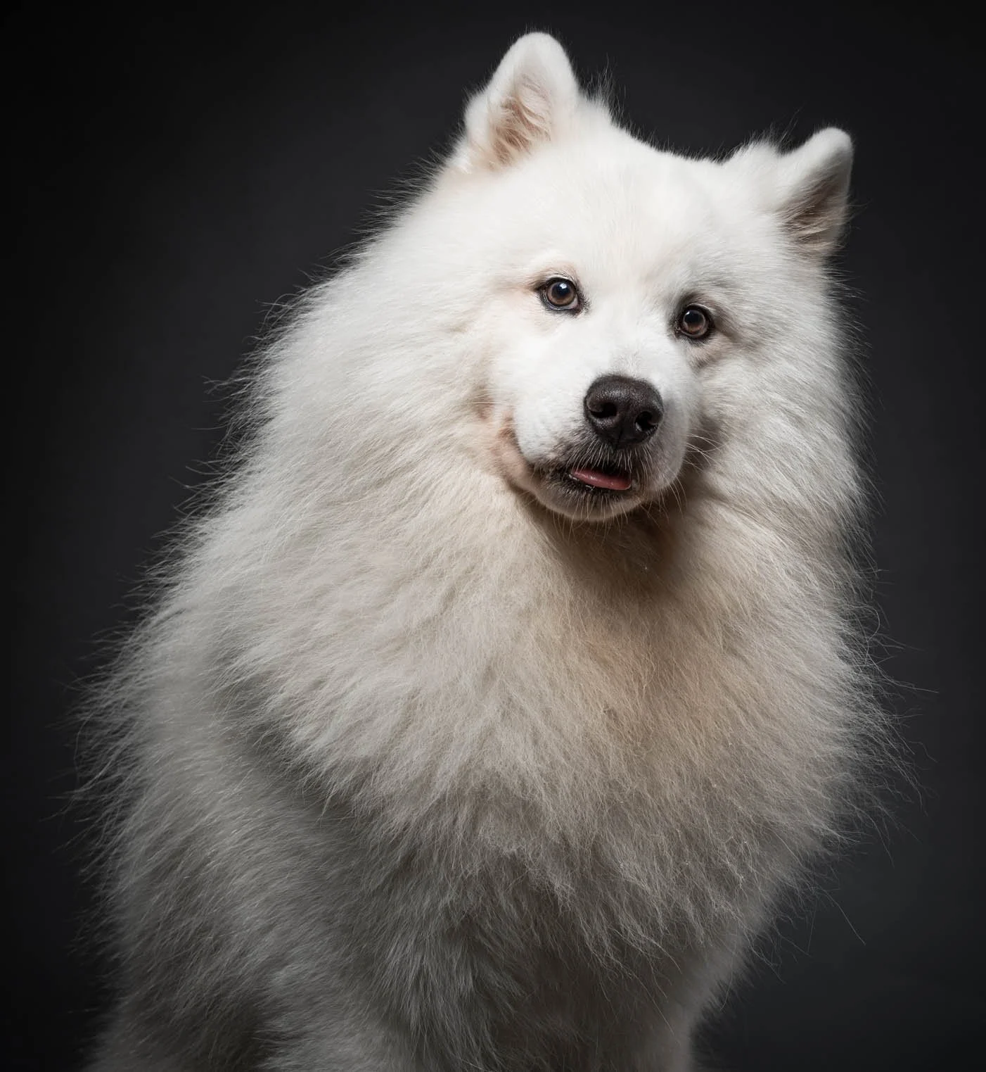 Samoyed-Photo shoot-Muntinlupa City
