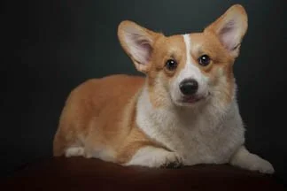 Corgi-Photo shoot-Makati City