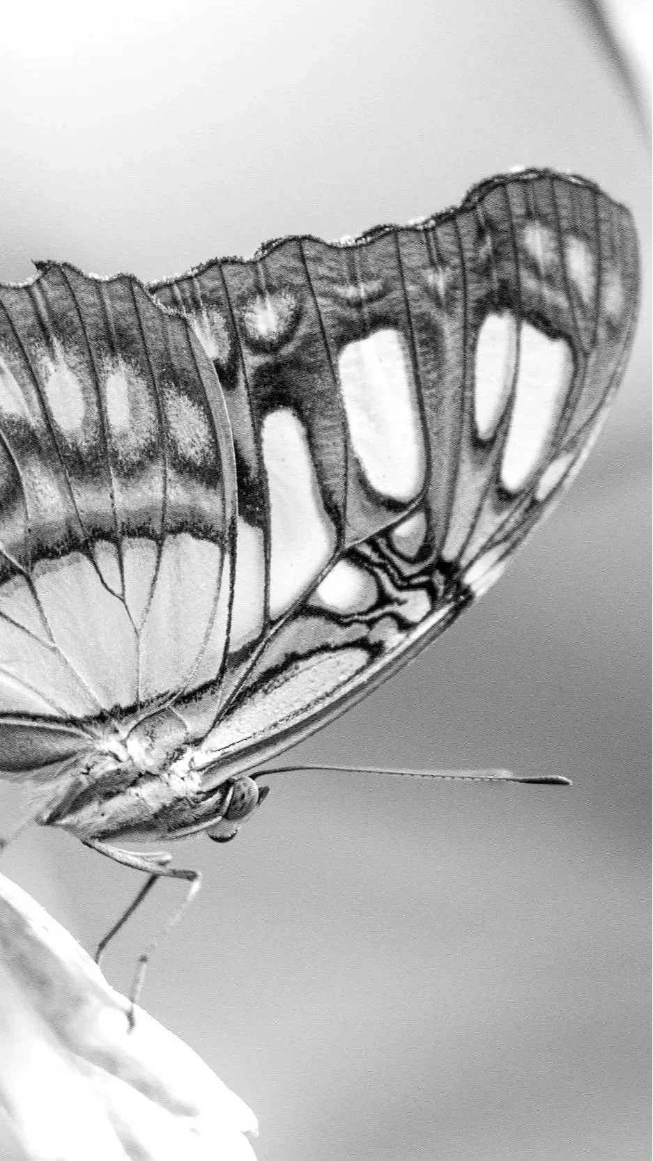 Close-up of butterfly wings with detailed veining on a blurred background.