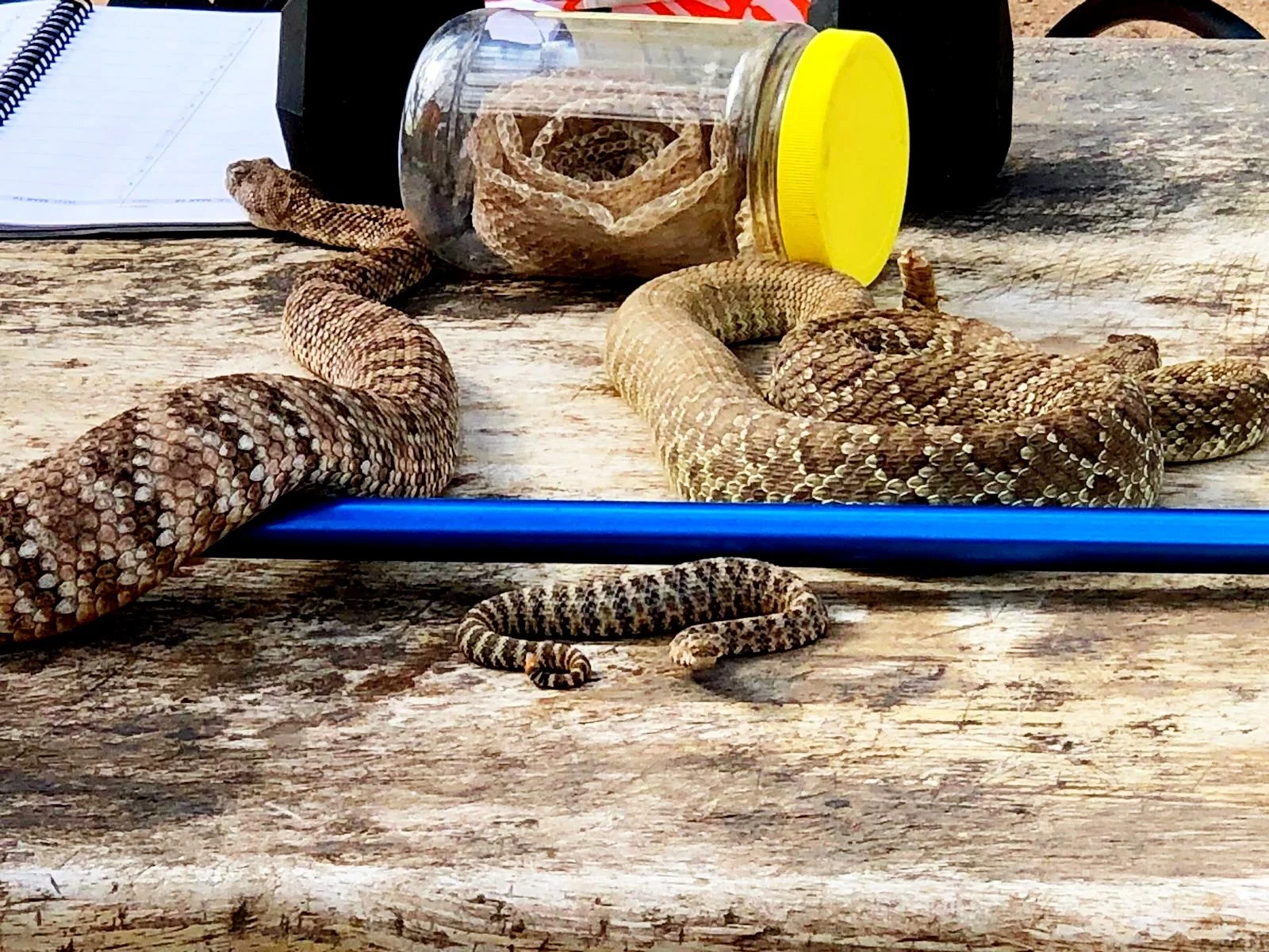 Rattlesnake Aversion Class