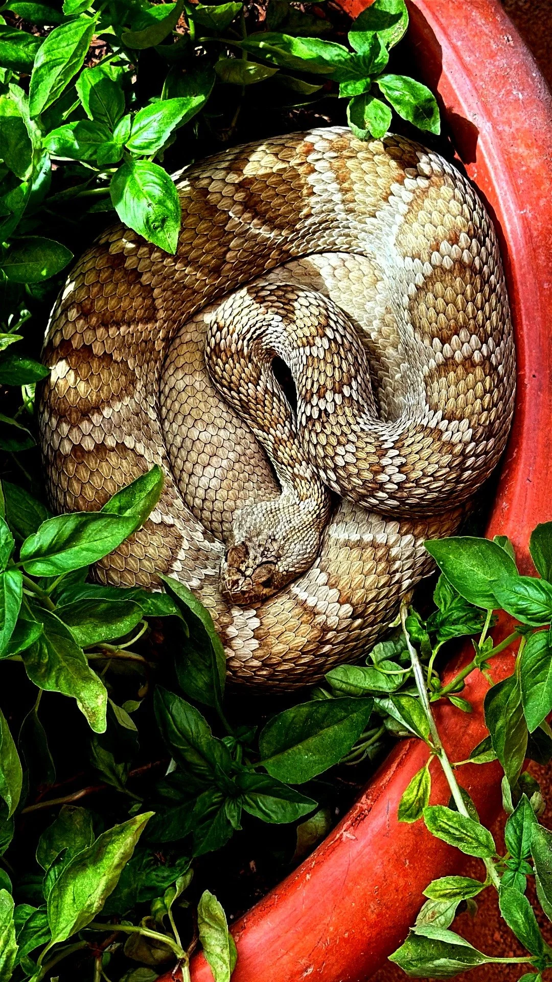 Rattlesnake Aversion Class