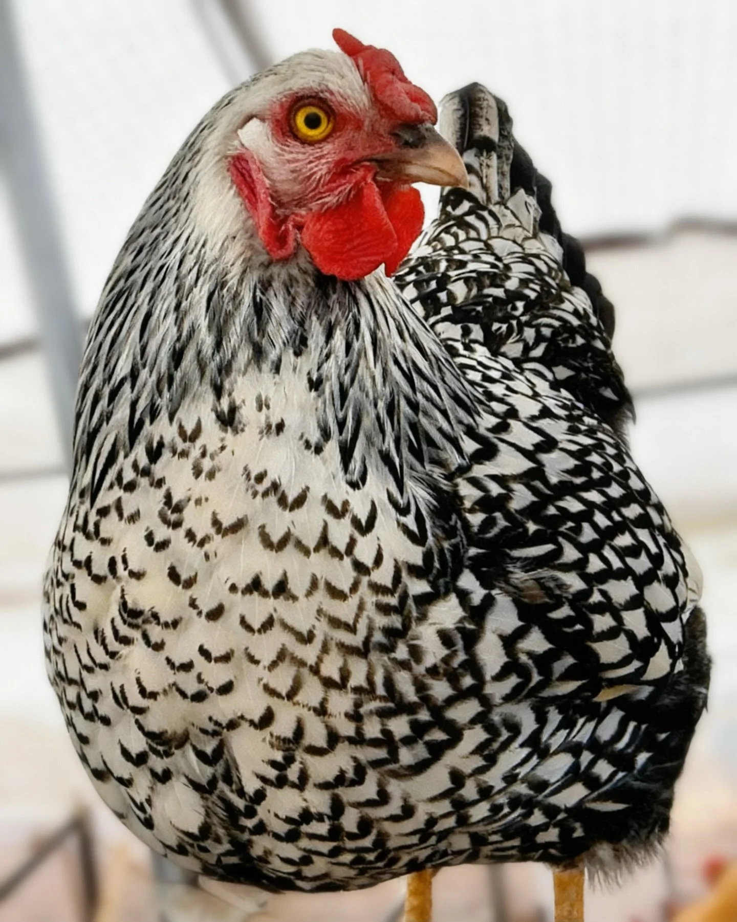 Meet Elphie 🐓

The rebel.
The instigator.
The one with opinions.

She doesn&rsquo;t follow the flock.
She questions it.

If there&rsquo;s a rule, Elphie&rsquo;s testing it.
If there&rsquo;s a boundary, she&rsquo;s already crossed it.

Demanding? Yes