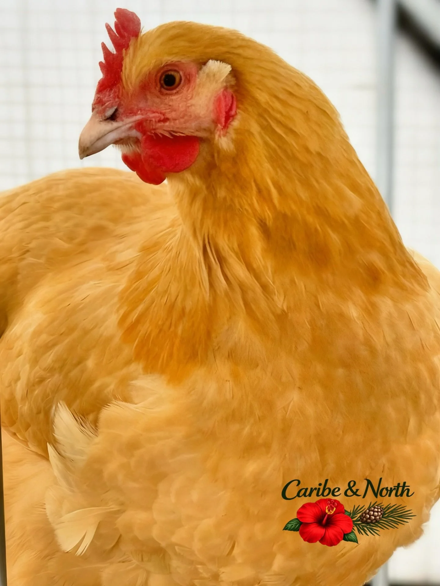 Head of Operations.
Calm. Observant. Always present.

She&rsquo;s the largest of the flock and carries it like she knows it.
Not loud. Not chaotic. Just quietly in charge.

Gertrude doesn&rsquo;t chase attention.
She walks over, checks what you&rsquo