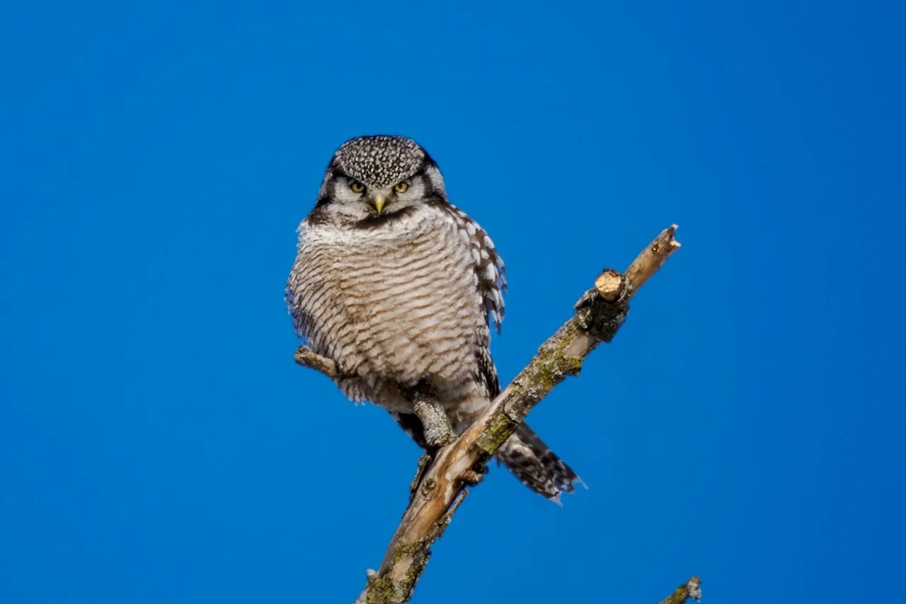 Northern Hawk Owl First Encounter