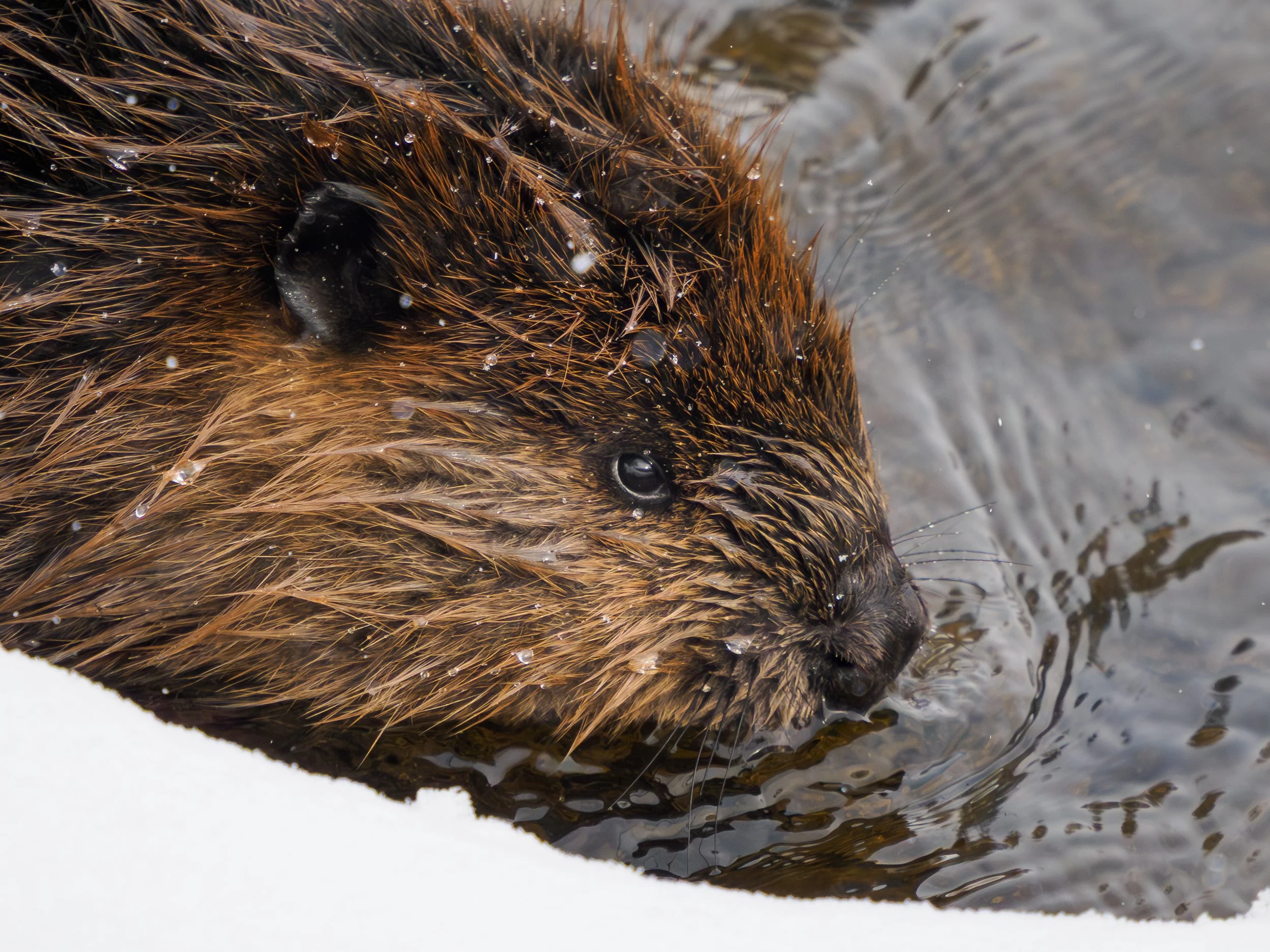 February 2026 Wildlife Roundup