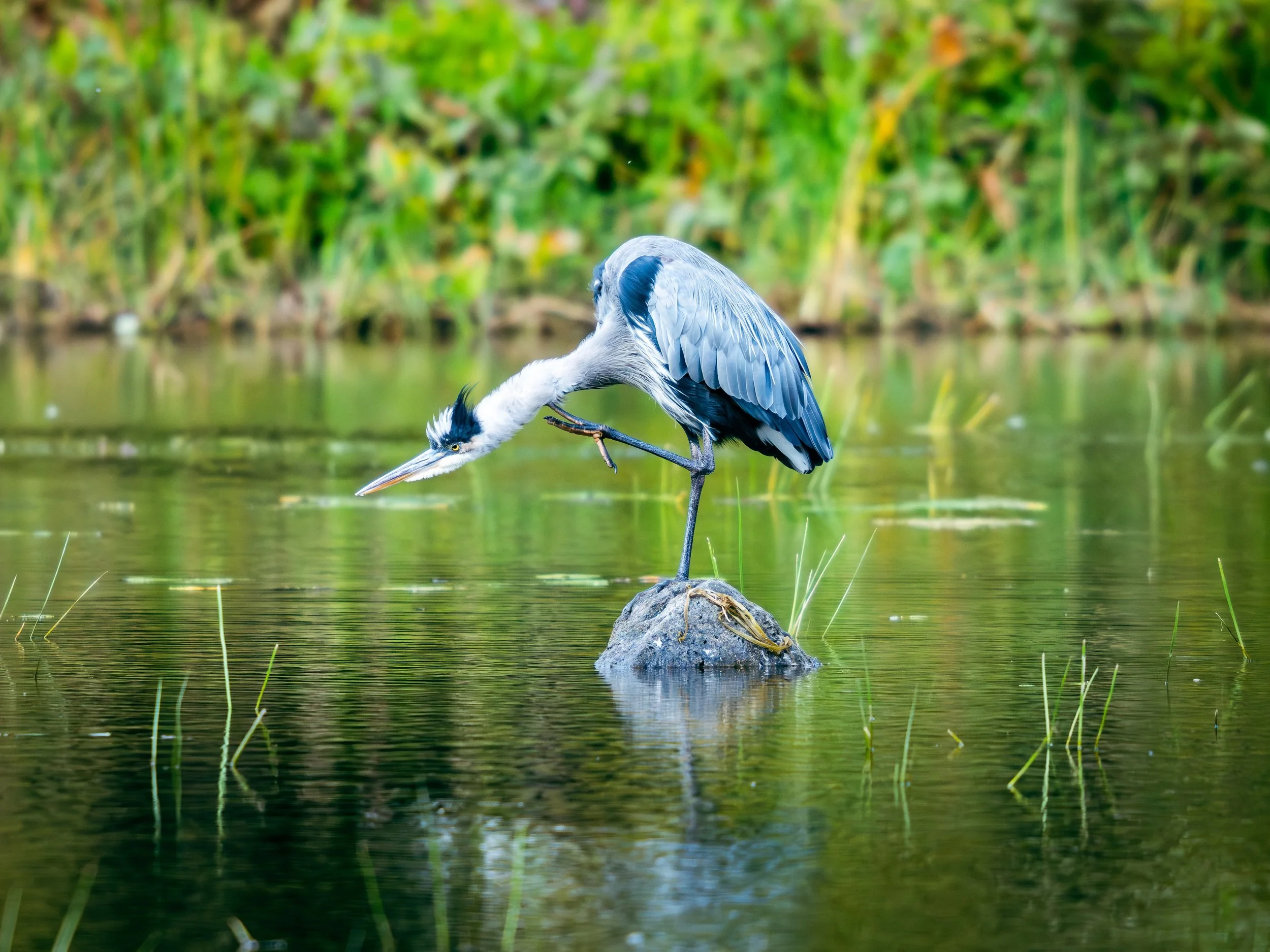 OM-System M.Zuiko Digital ED 150-600mm F5.0-6.3 IS Thoughts, Photos and “Review”
