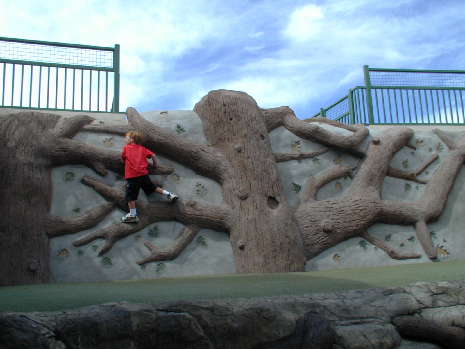Westlands Tree1.jpg