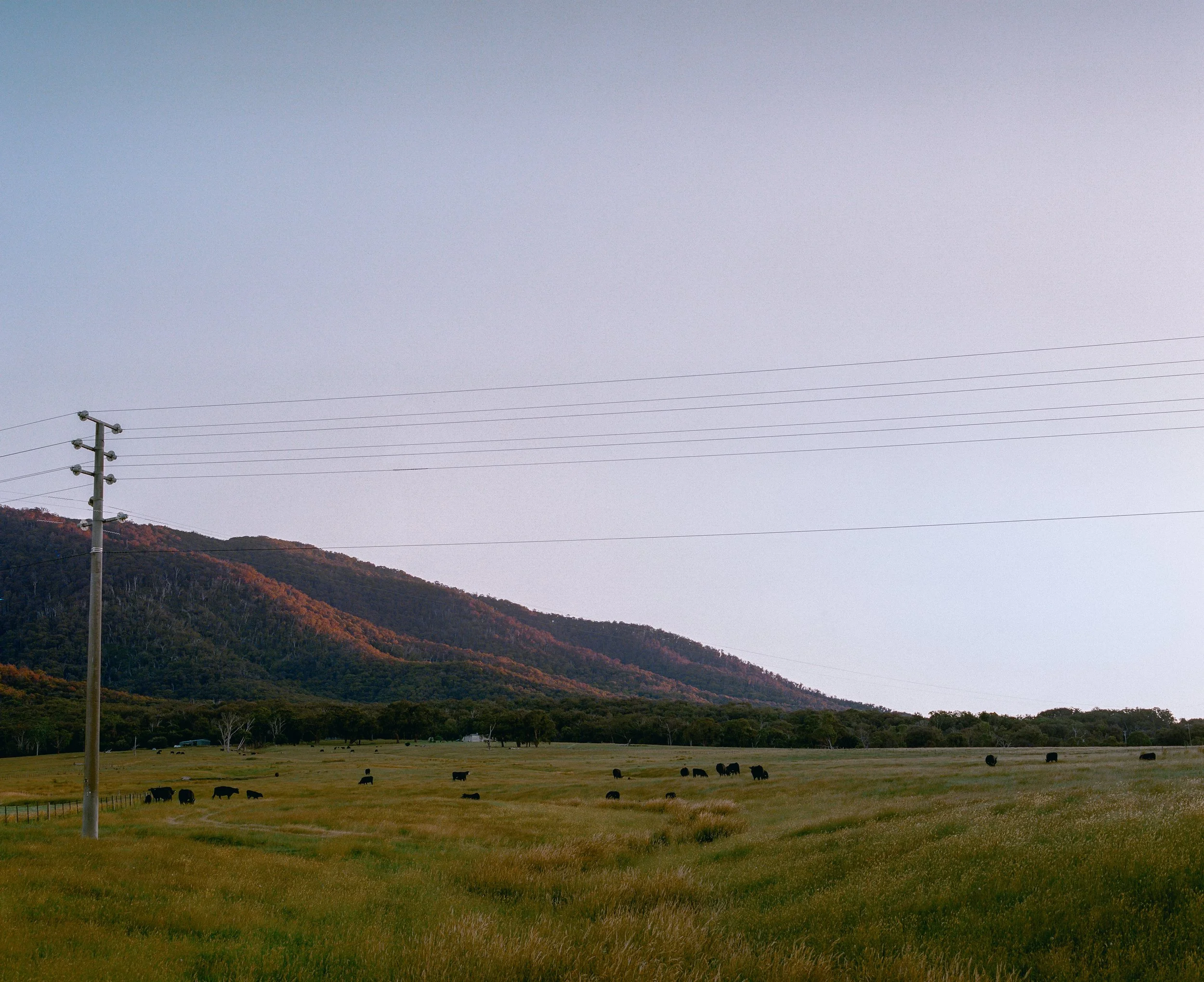 A rural landscape with a grassy field, grazing cattle, a mountain in the background, and power lines overhead.