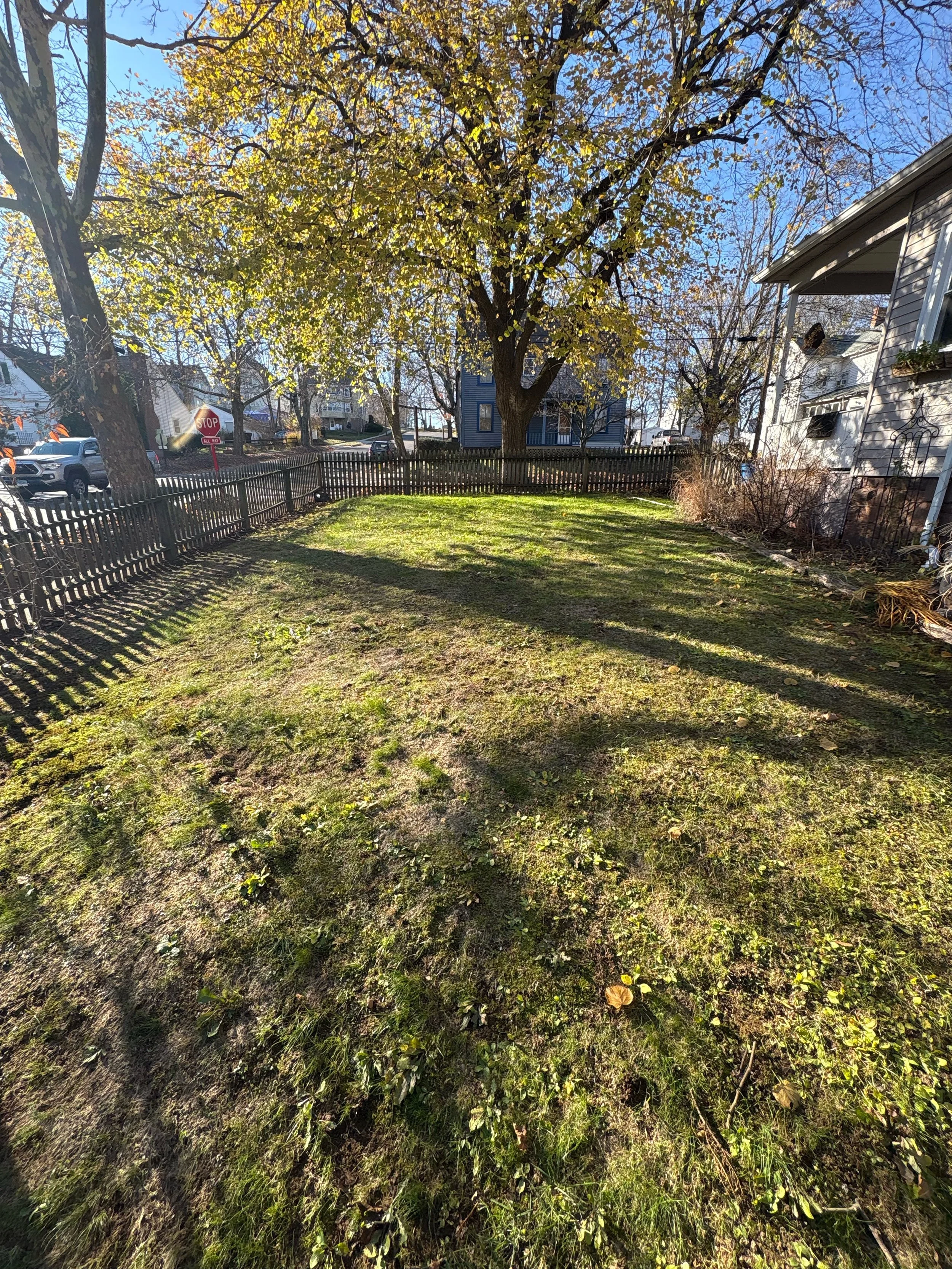 A backyard with green grass, a large tree with yellow leaves, a wooden fence, a residential house, and parked cars in the background on a sunny day