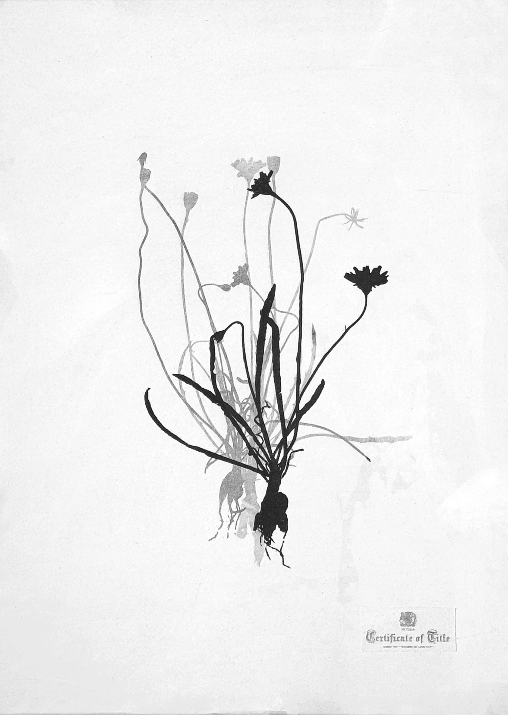 Certificate of Title, hand screen printed with water based pigments onto Calico, printed with Stewart Russell Spacecraft 2024
75cm x 56cm / edition of 10