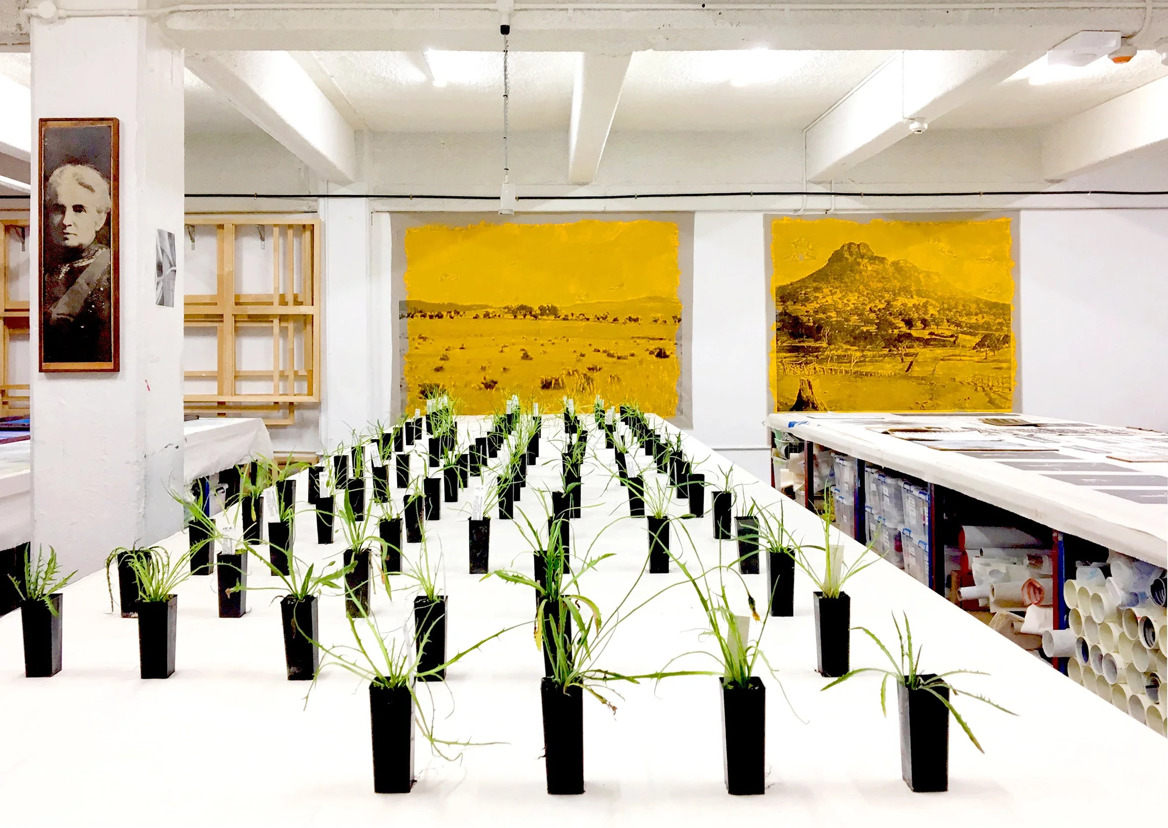As Far as the Eye can See /
Yam Daisy photograph from plants collected Tullarook, Victoria. Spacecraft Studio, 2019