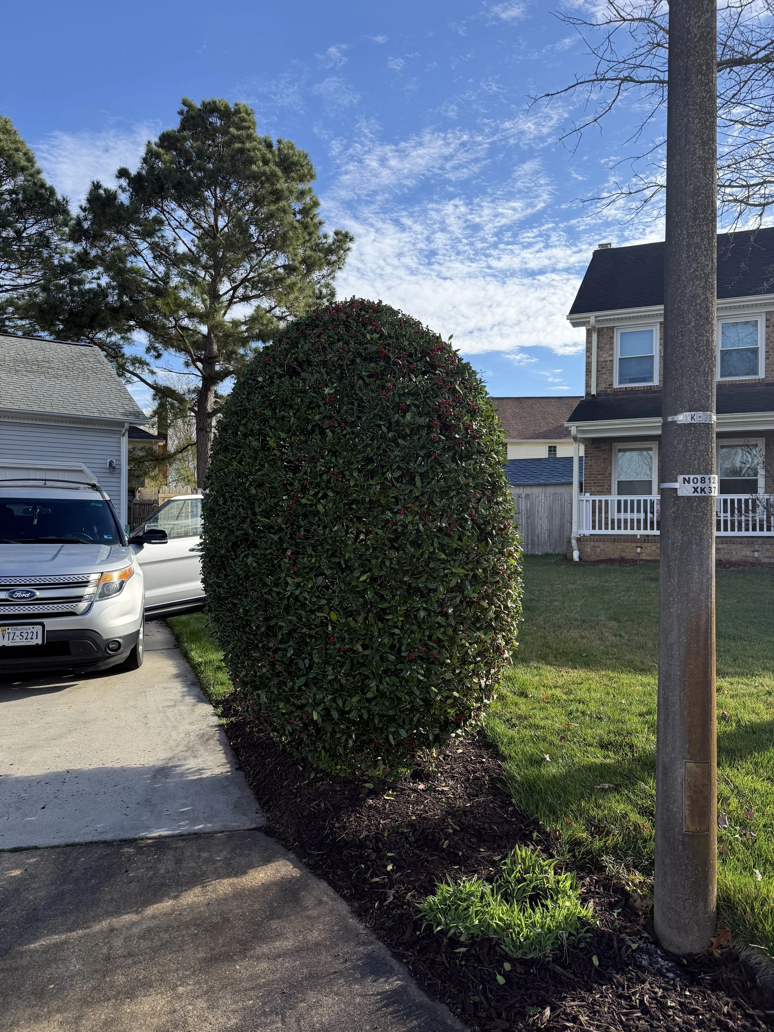 A neatly trimmed, large, rounded shrub beside a driveway with parked cars, in front of a residential house with a porch and a utility pole with signs, under a partly cloudy blue sky.