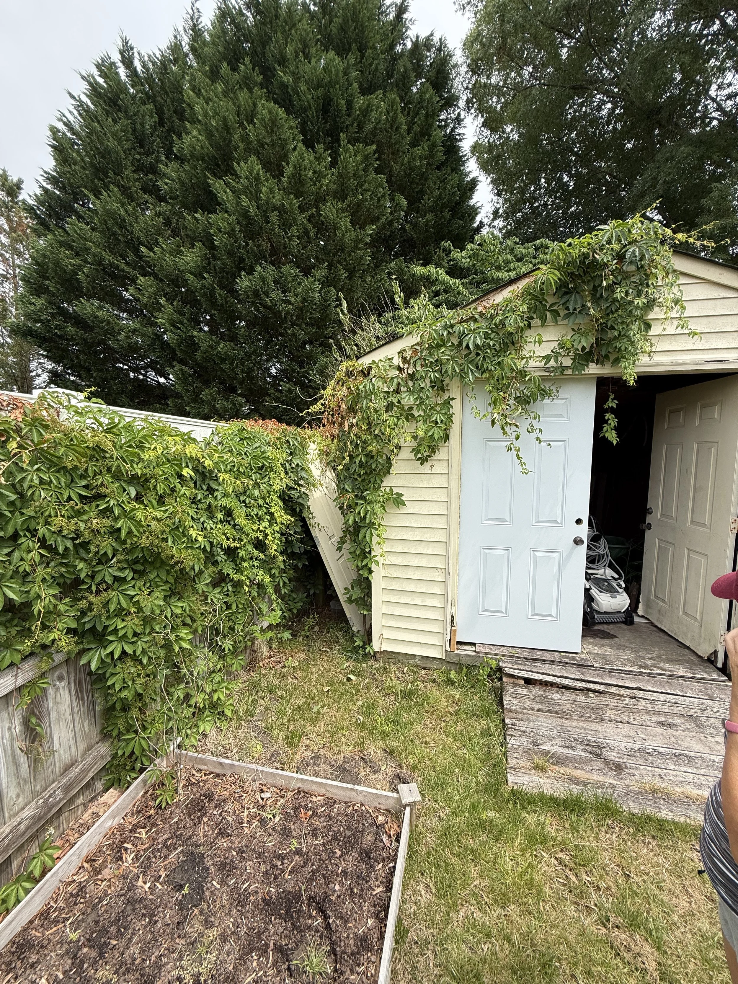 Vine overgrowth taking over shed.