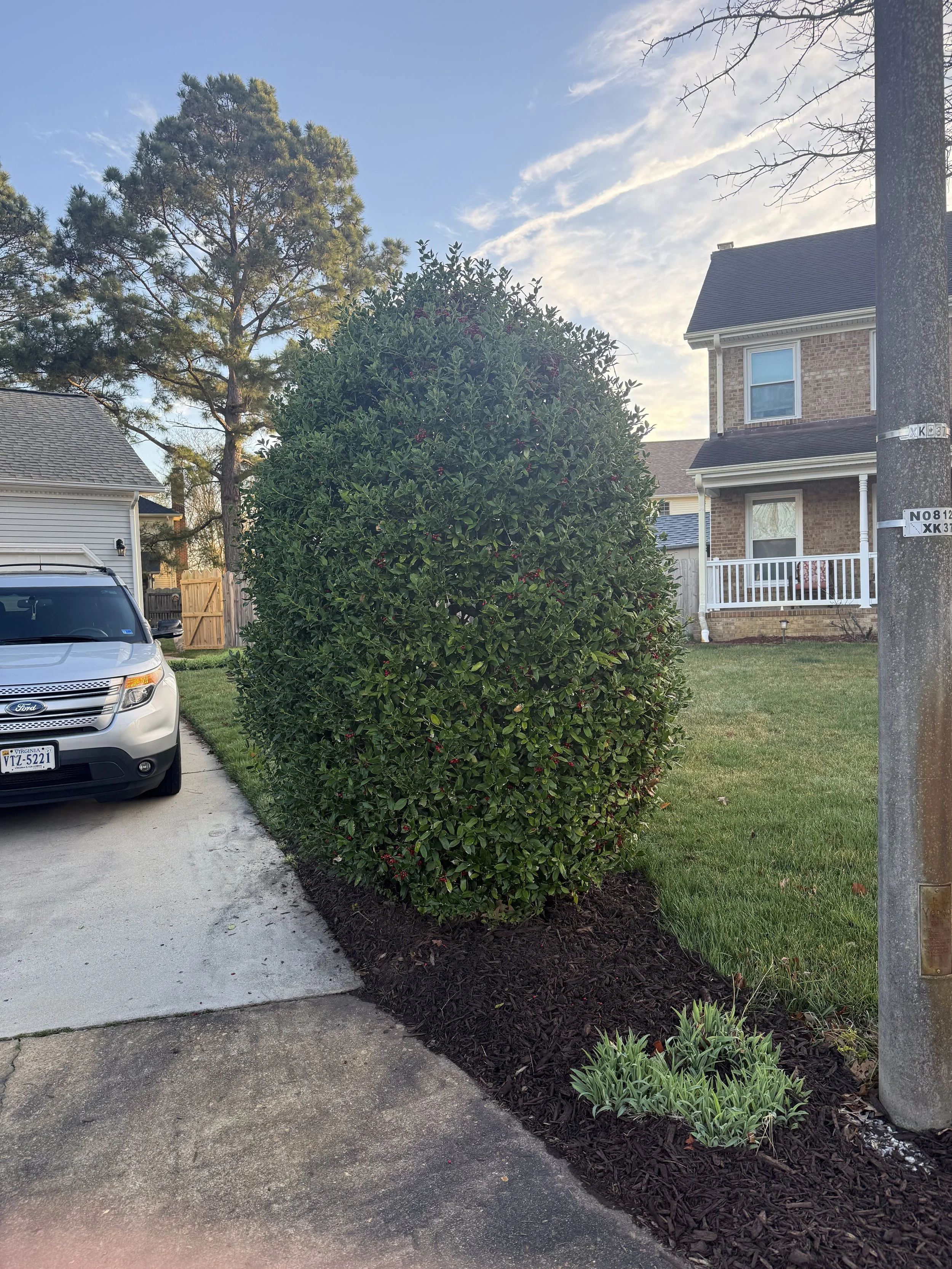 A well-manicured bush with dark green leaves and small red berries next to a driveway and a pole, with a house and large tree in the background.