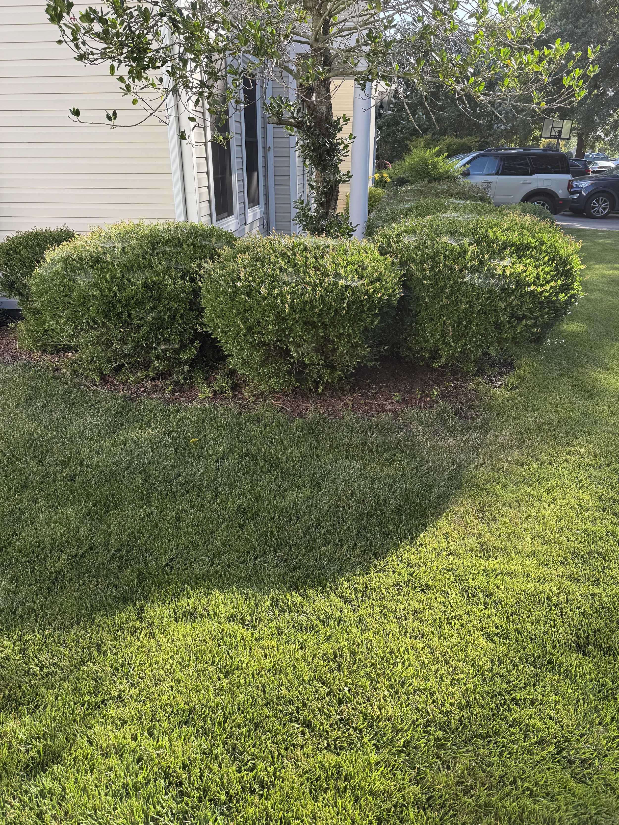 A well-maintained yard with lush green grass, neatly trimmed bushes, a tree, and part of a house with siding and a window. There are cars parked in a driveway in the background.