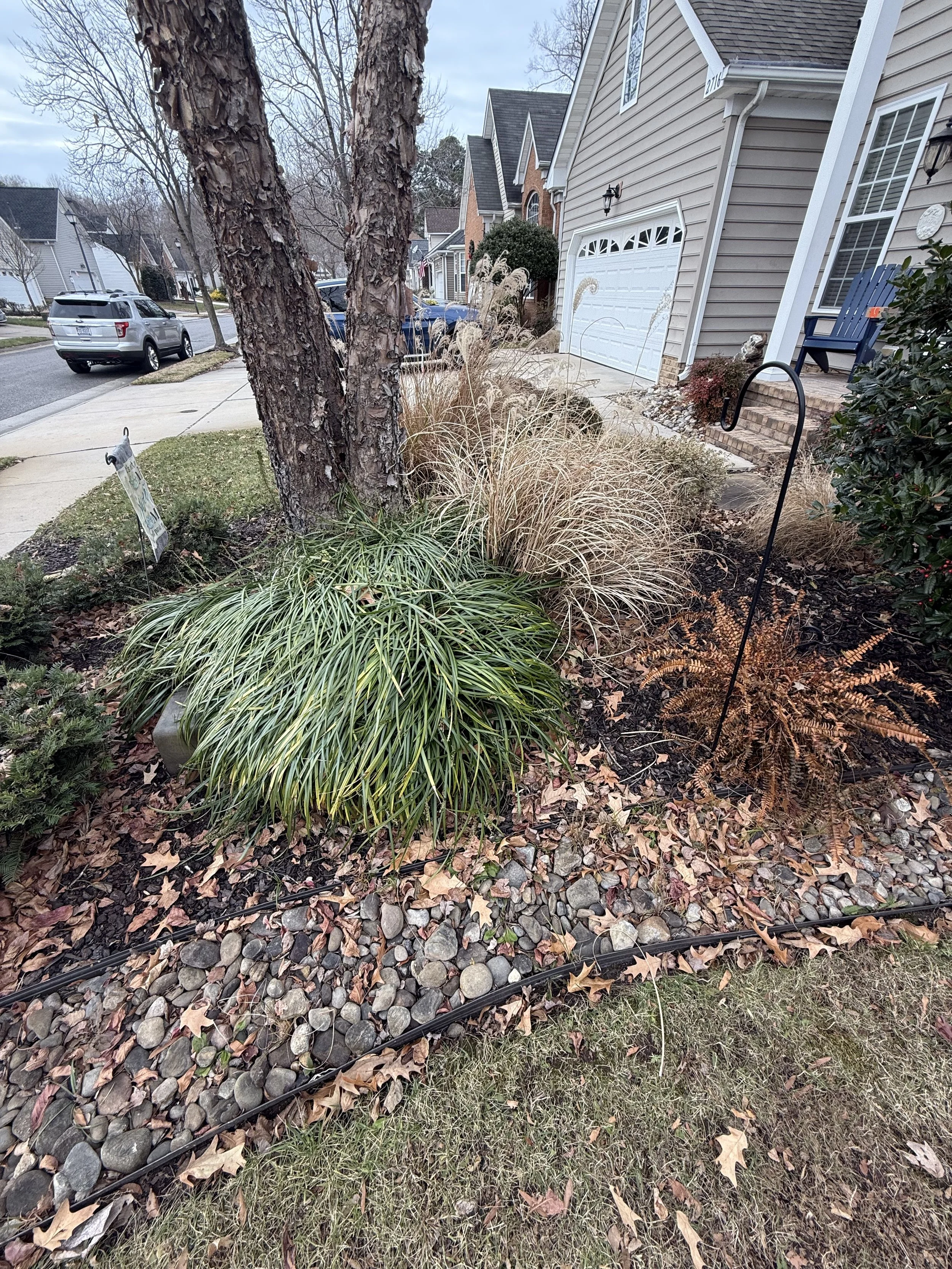A front yard garden scene with two large ornamental grasses, a small bush, and trees, in a suburban neighborhood with houses and parked cars along the street.