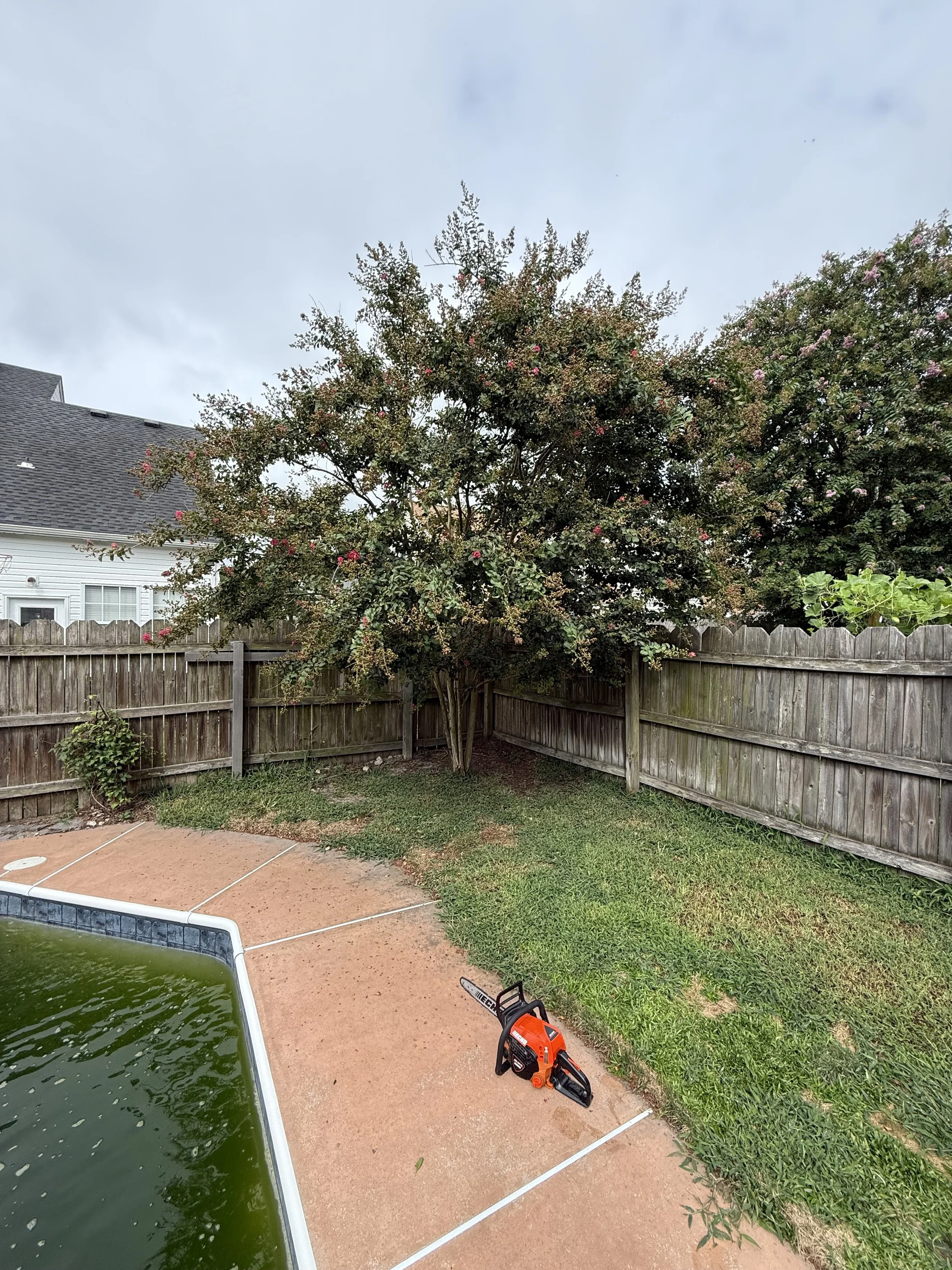 Backyard with a wooden fence, a large flowering tree, and a small garden hedge. A chain saw is placed on the ground near a pool or pond, with a greenish water surface.