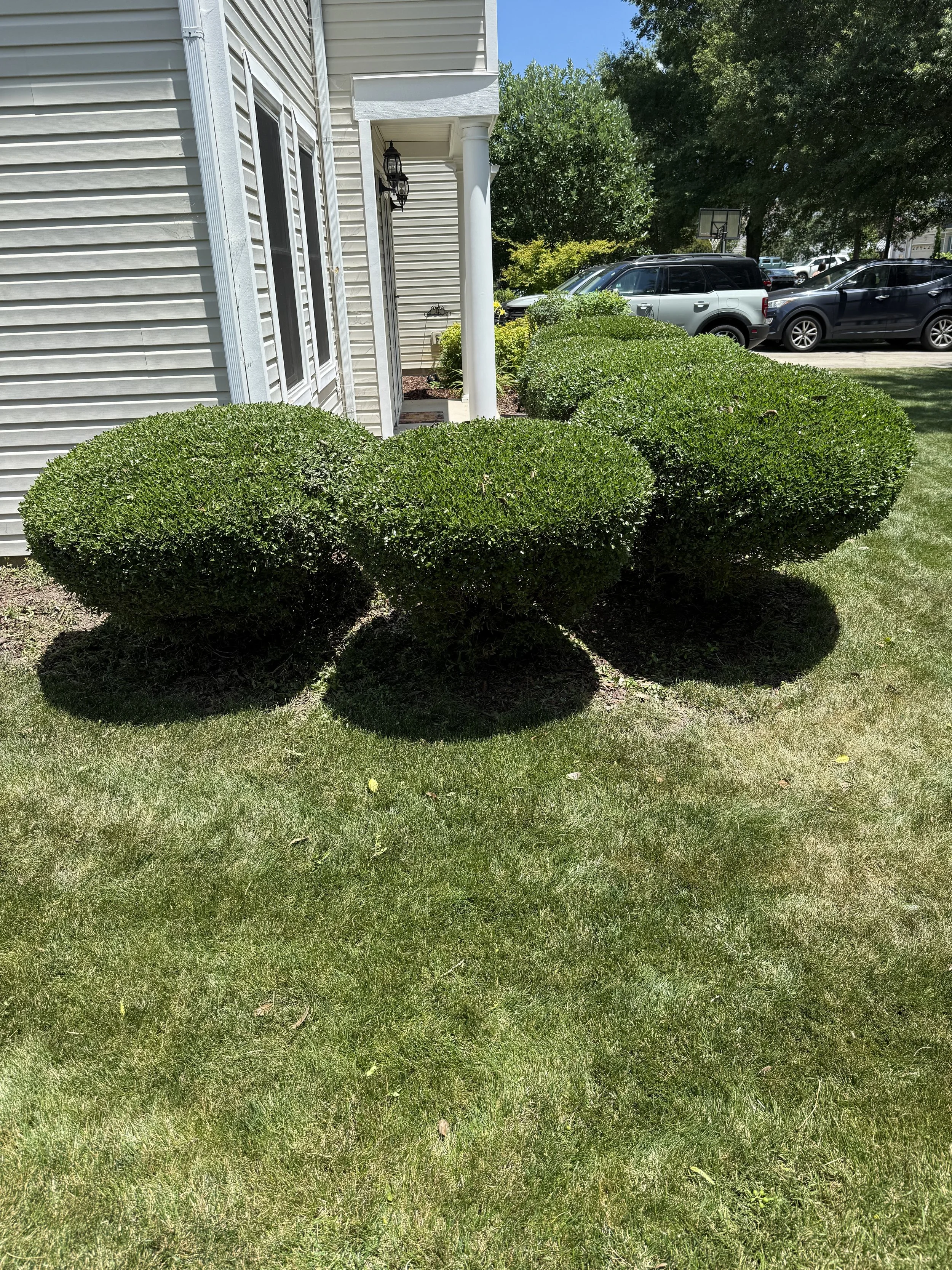 Four neatly trimmed, rounded green bushes planted in a row in front of a white house with vinyl siding and white columns, with parked cars and a basketball hoop in the background.