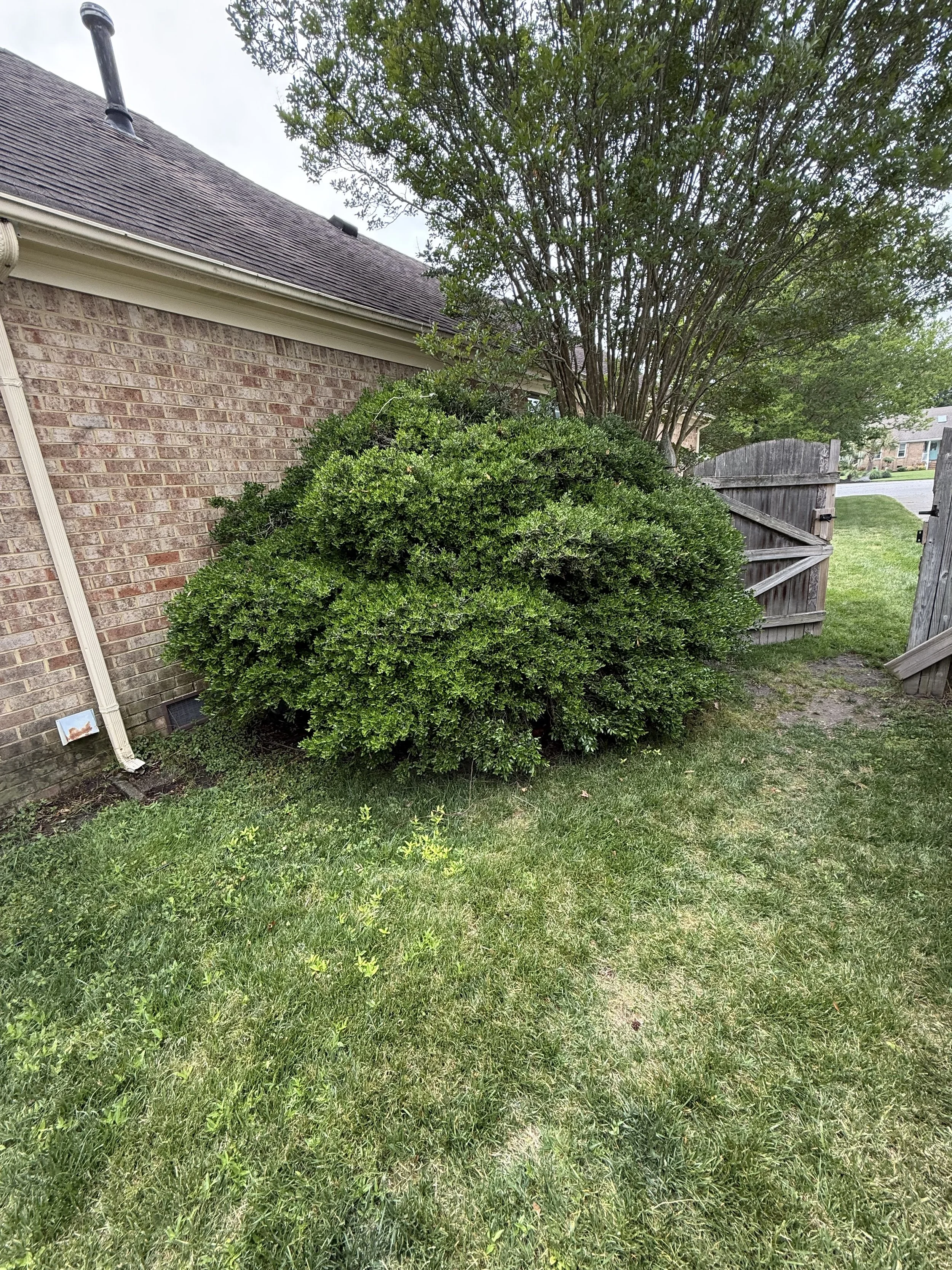 Undesired, overgrown bush.