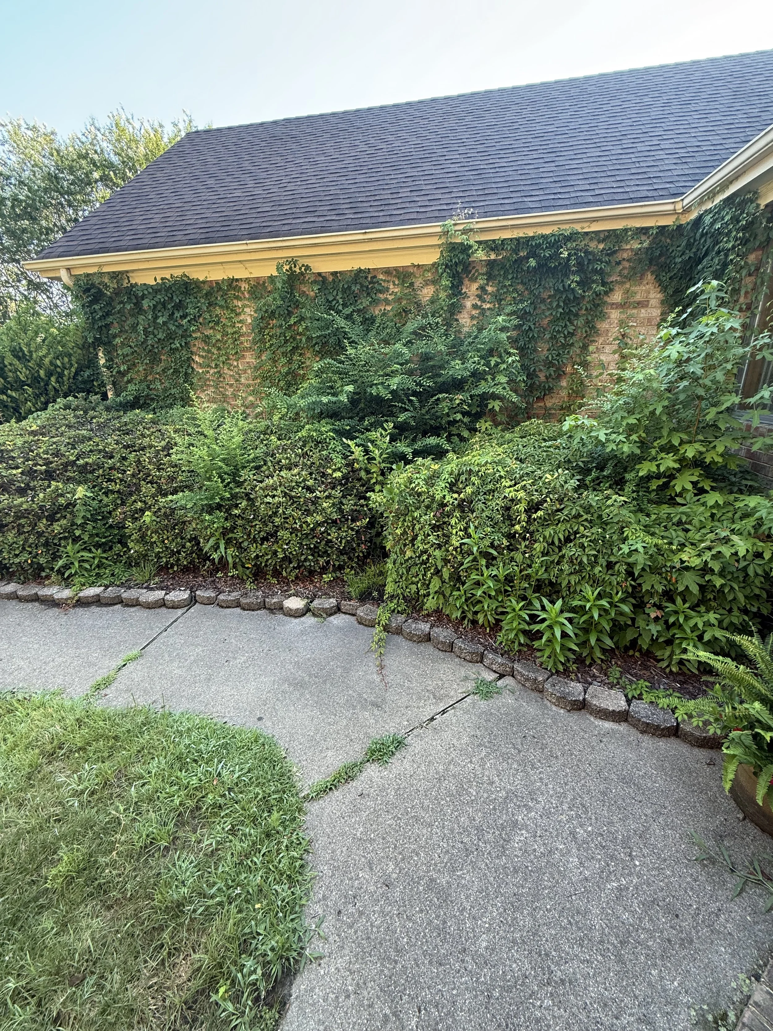 Vine overgrowth and voluntary weeds intruding on the house and landscape.