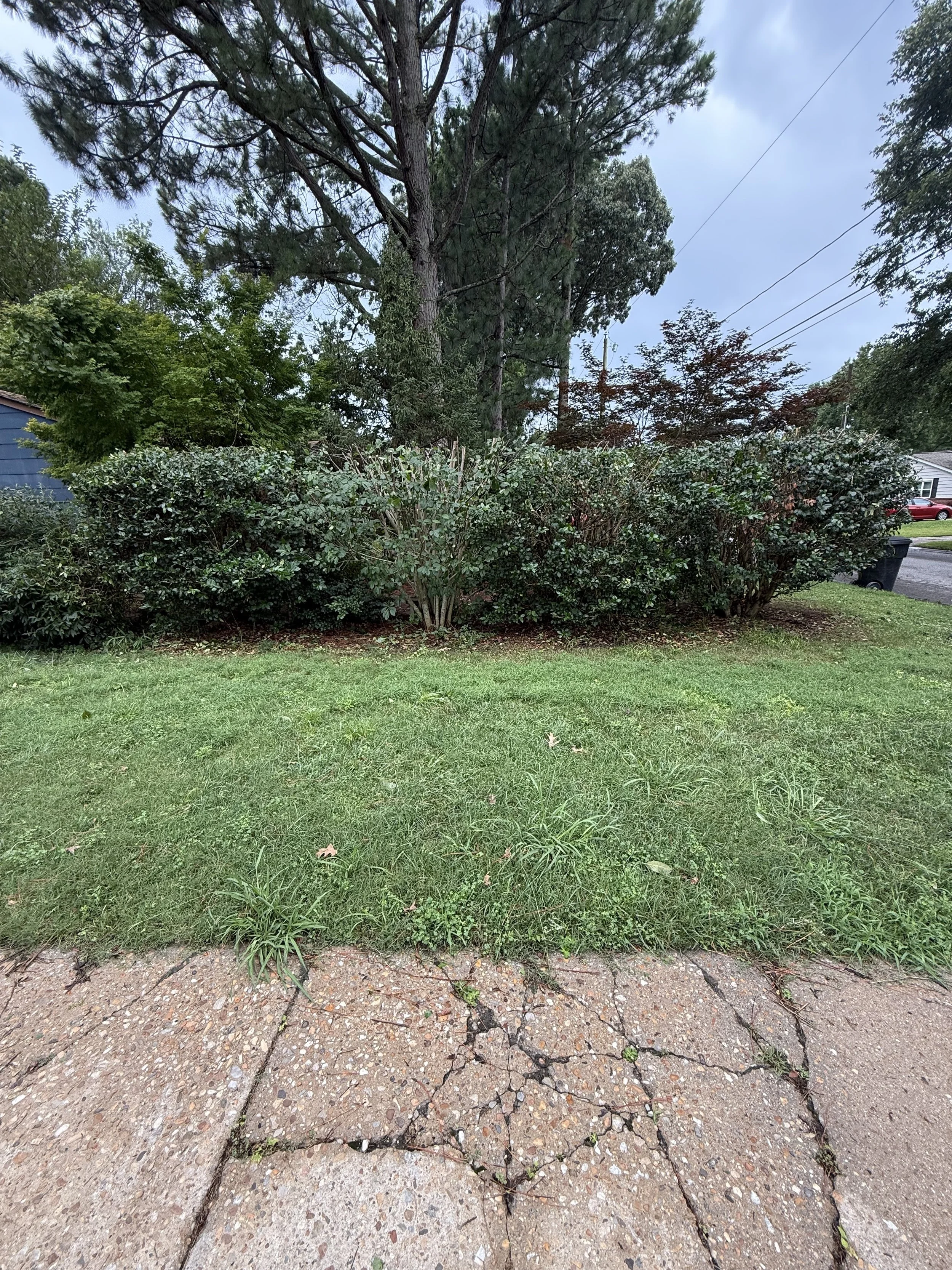 Front yard with bushes, trees, and cracked sidewalk in residential neighborhood.