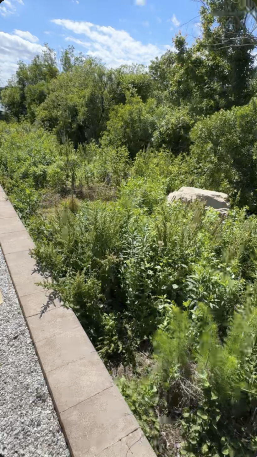 Rock Install IMG 1. Initial look. Weeds and brush are overtaking the backyard area.