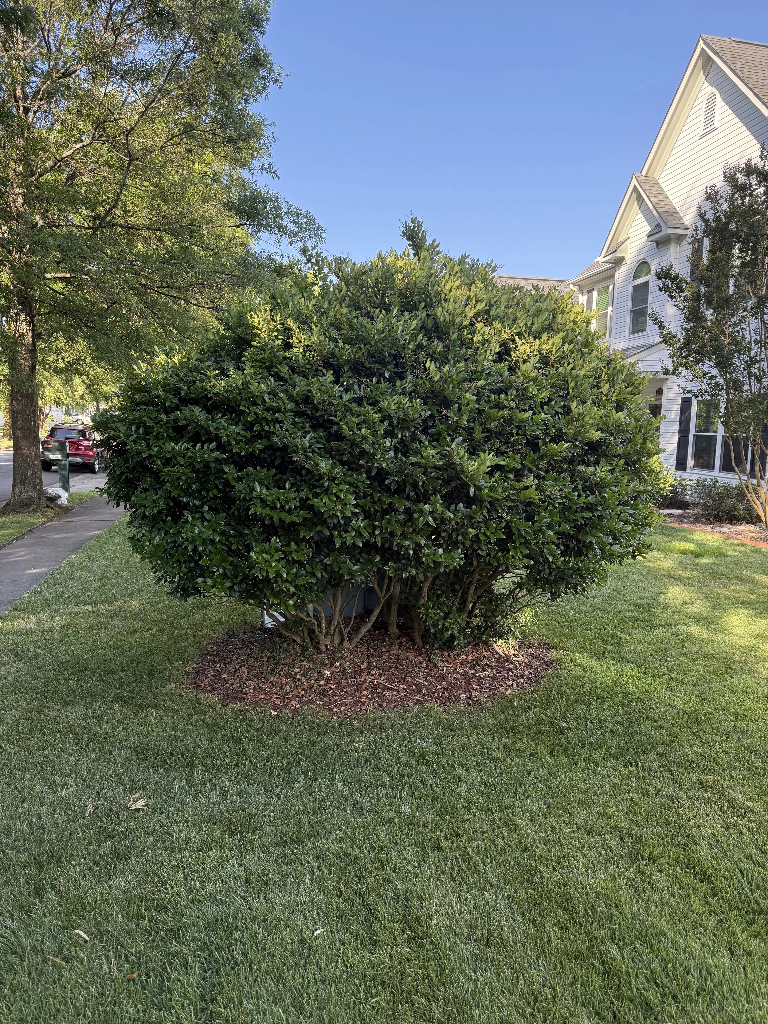 Green shrub in front yard of a house with trees, sidewalk, grass, and a white house with large windows.