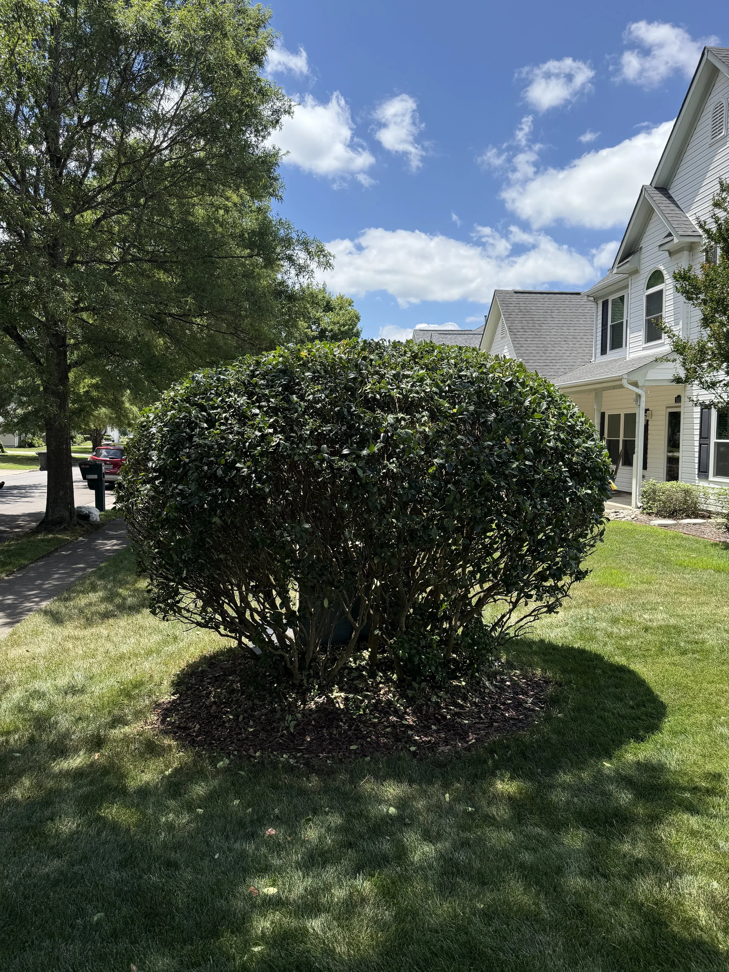 A neatly trimmed green bush in a front yard of a suburban house on a sunny day with a blue sky and white clouds.