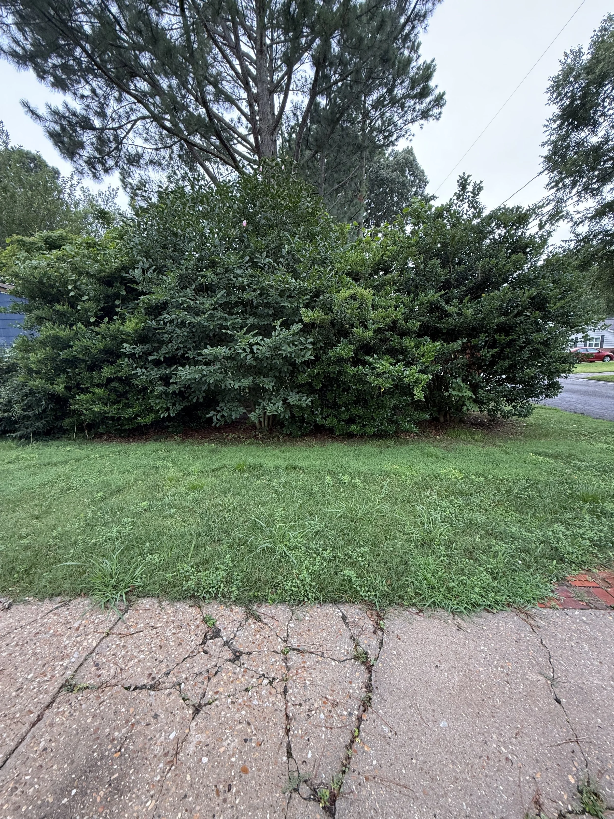Large green bush and tree on a lawn next to a concrete sidewalk with cracks, in a neighborhood with houses and a street in the background.