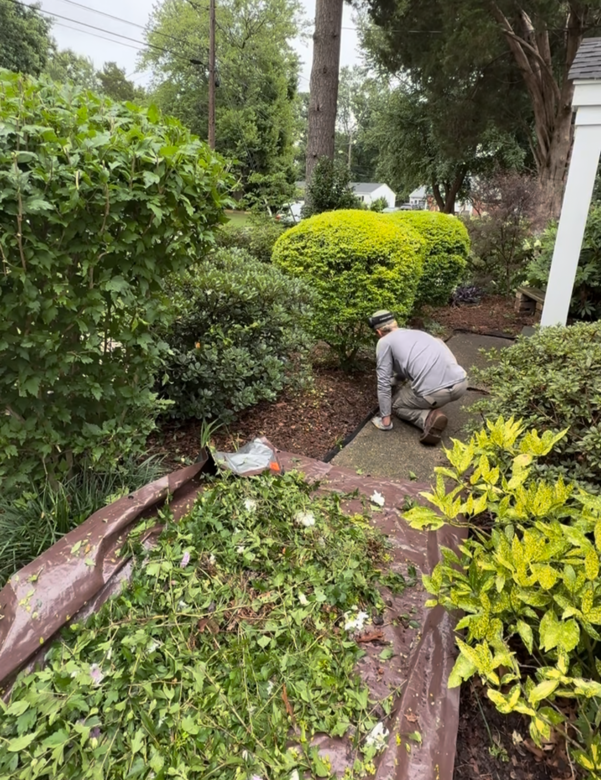 Person gardening on a landscaped front yard with bushes and trees, kneeling on a concrete walkway.