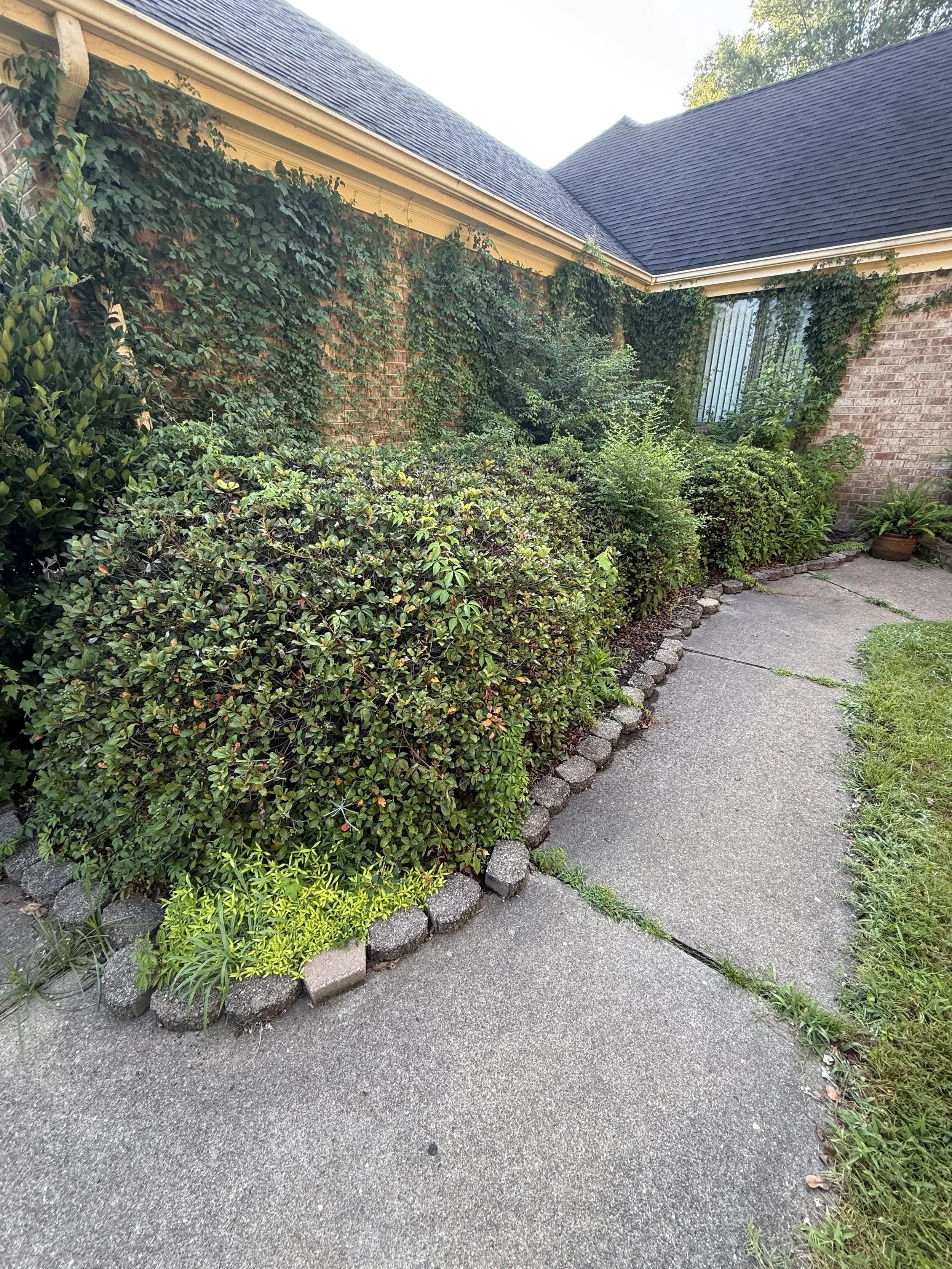 A curved concrete sidewalk with a edge border of small bricks, lined with green bushes and plants. A brick house wall with ivy and a window in the background.