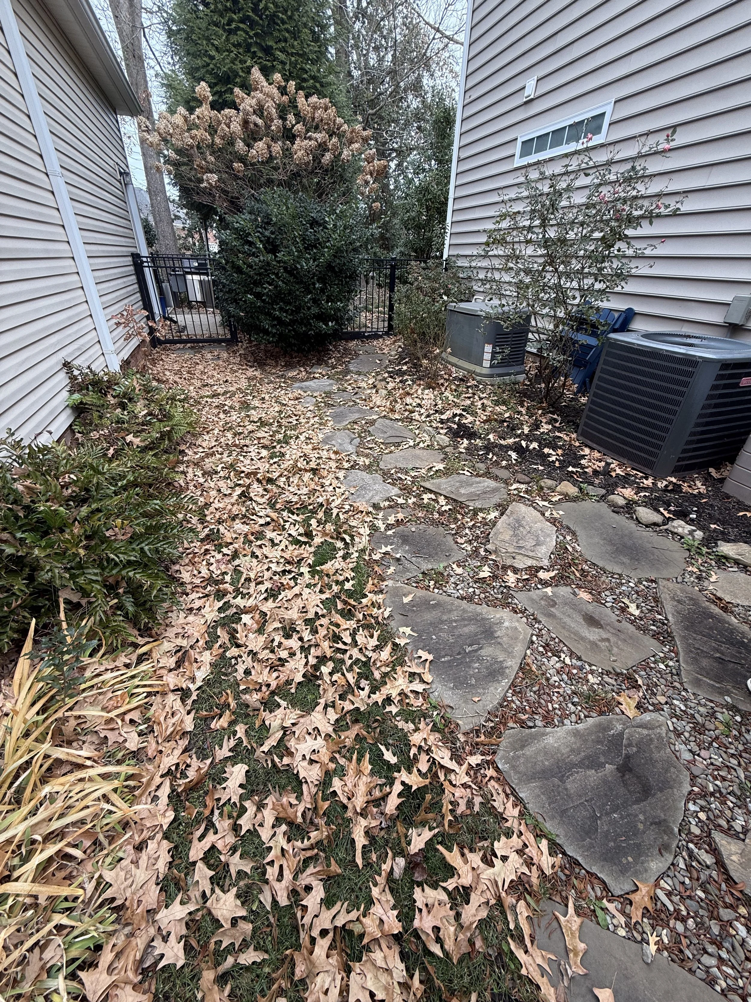A small backyard pathway with stone pavers and fallen leaves, flanked by multiple bushes and trees, with a black metal gate at the end.