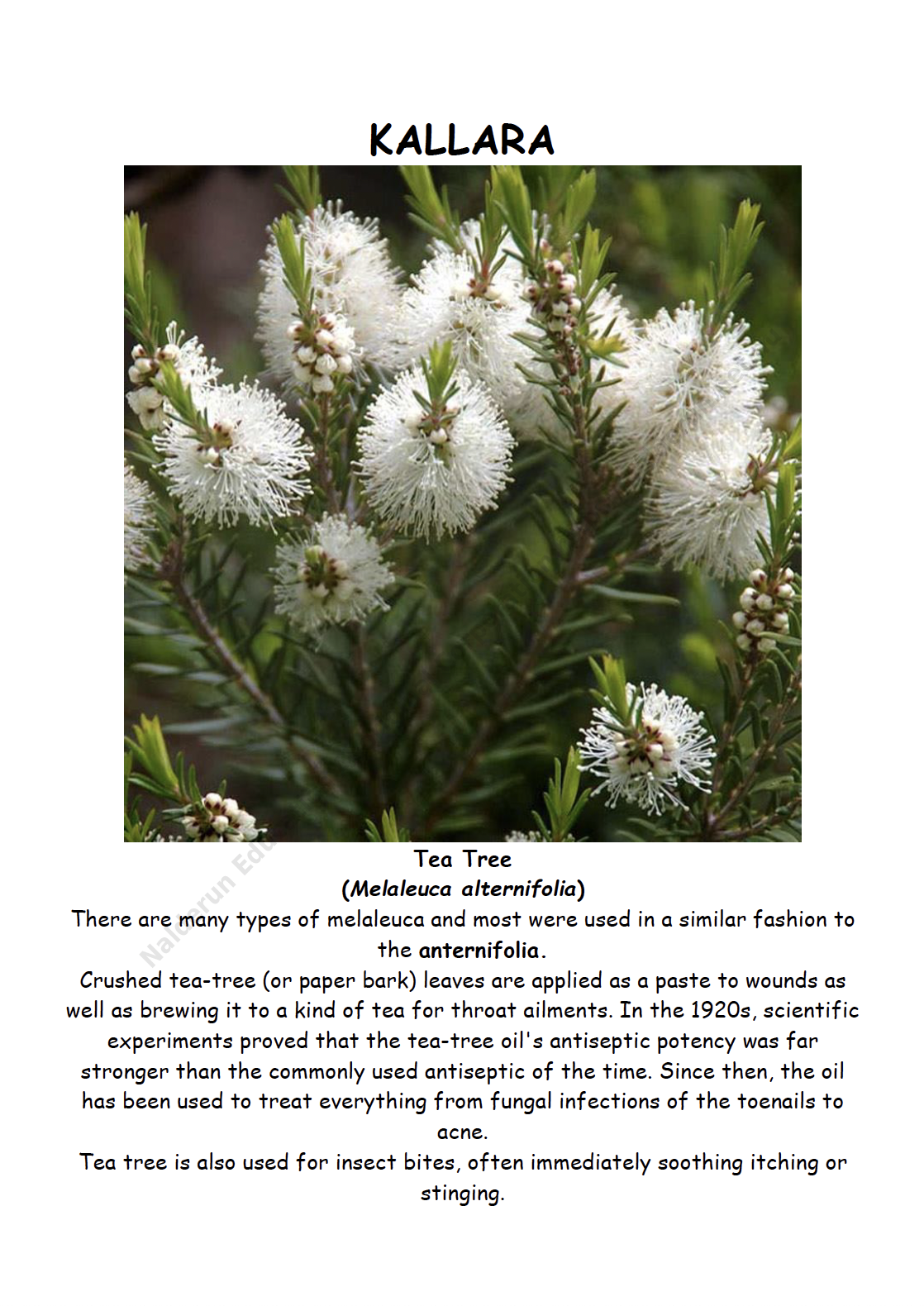 Bush Medicine