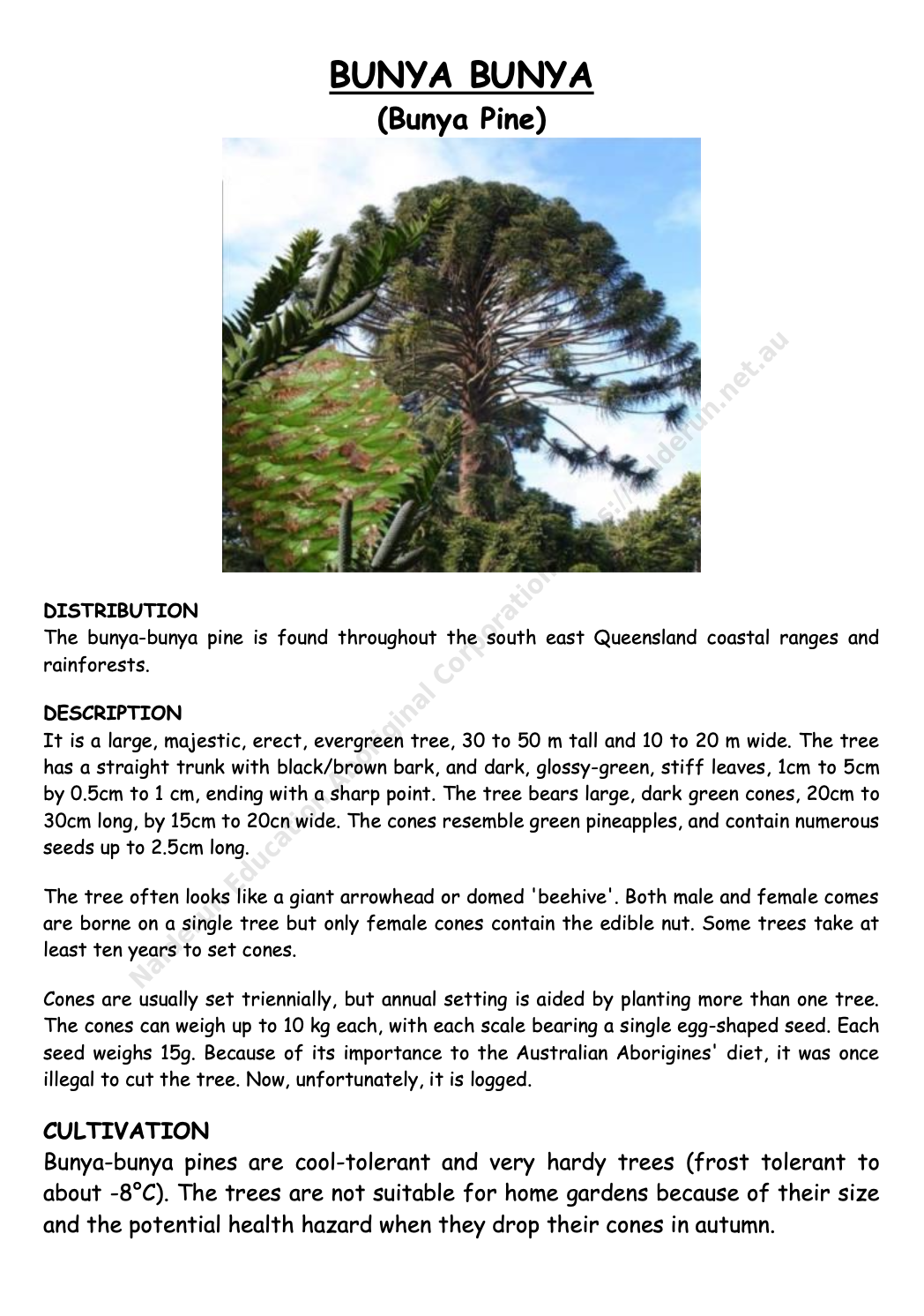 Bunya Bunya (Bunya Pine)