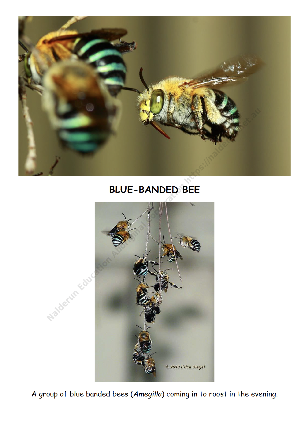 Australian Native Bees