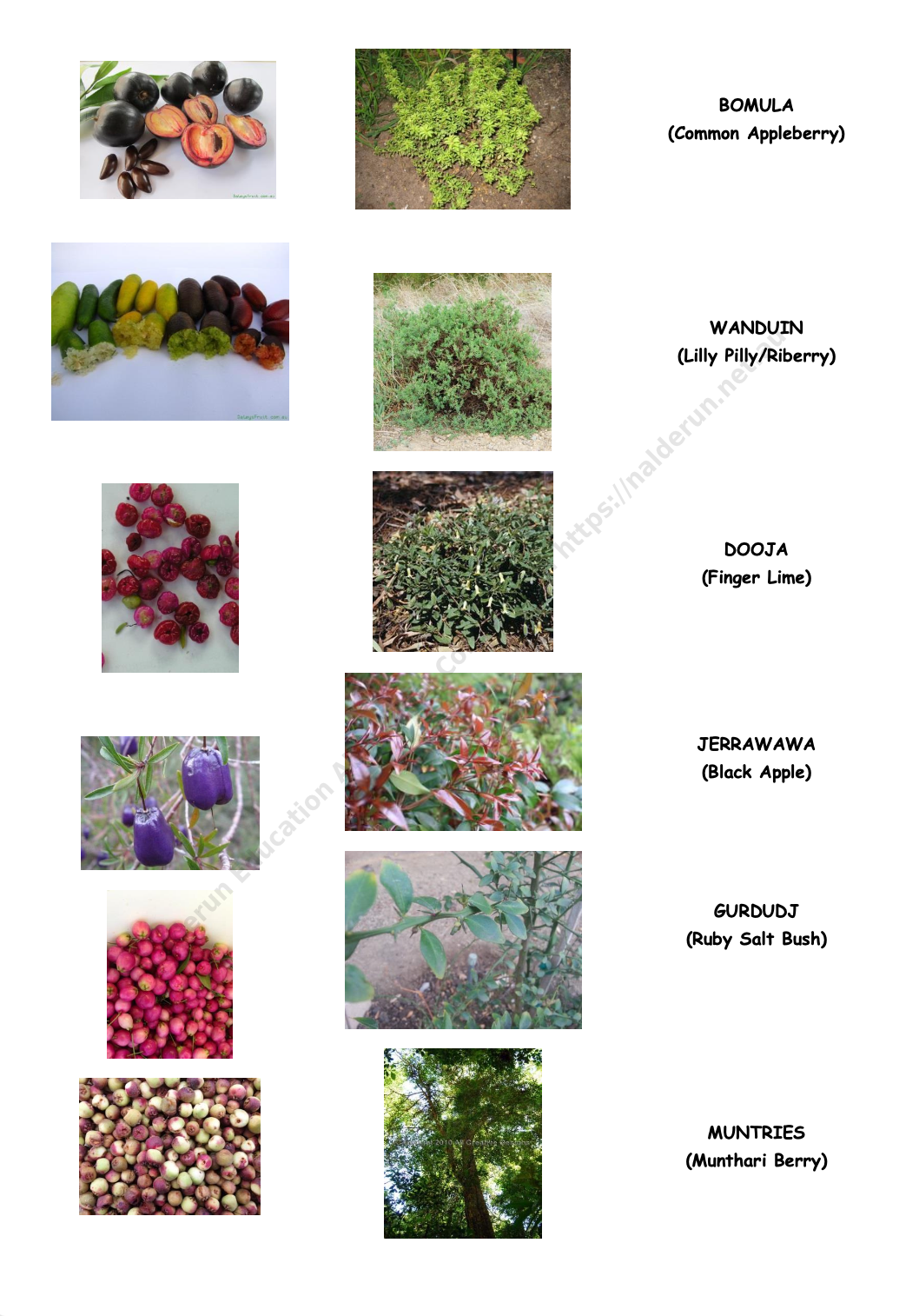 Match the Plant to the Fruit