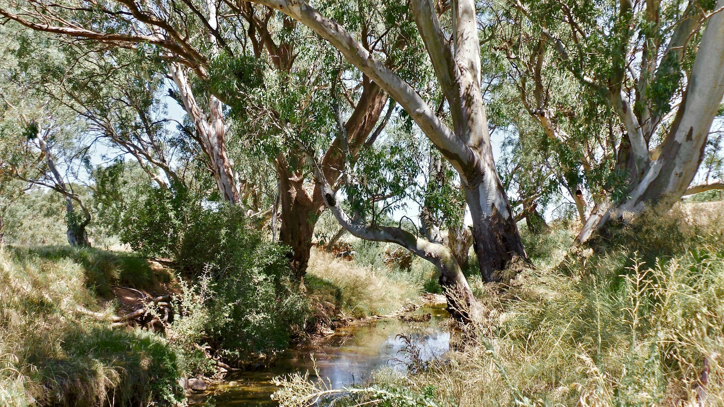 Tabik Mooroopook Upper Loddon Landcare Group