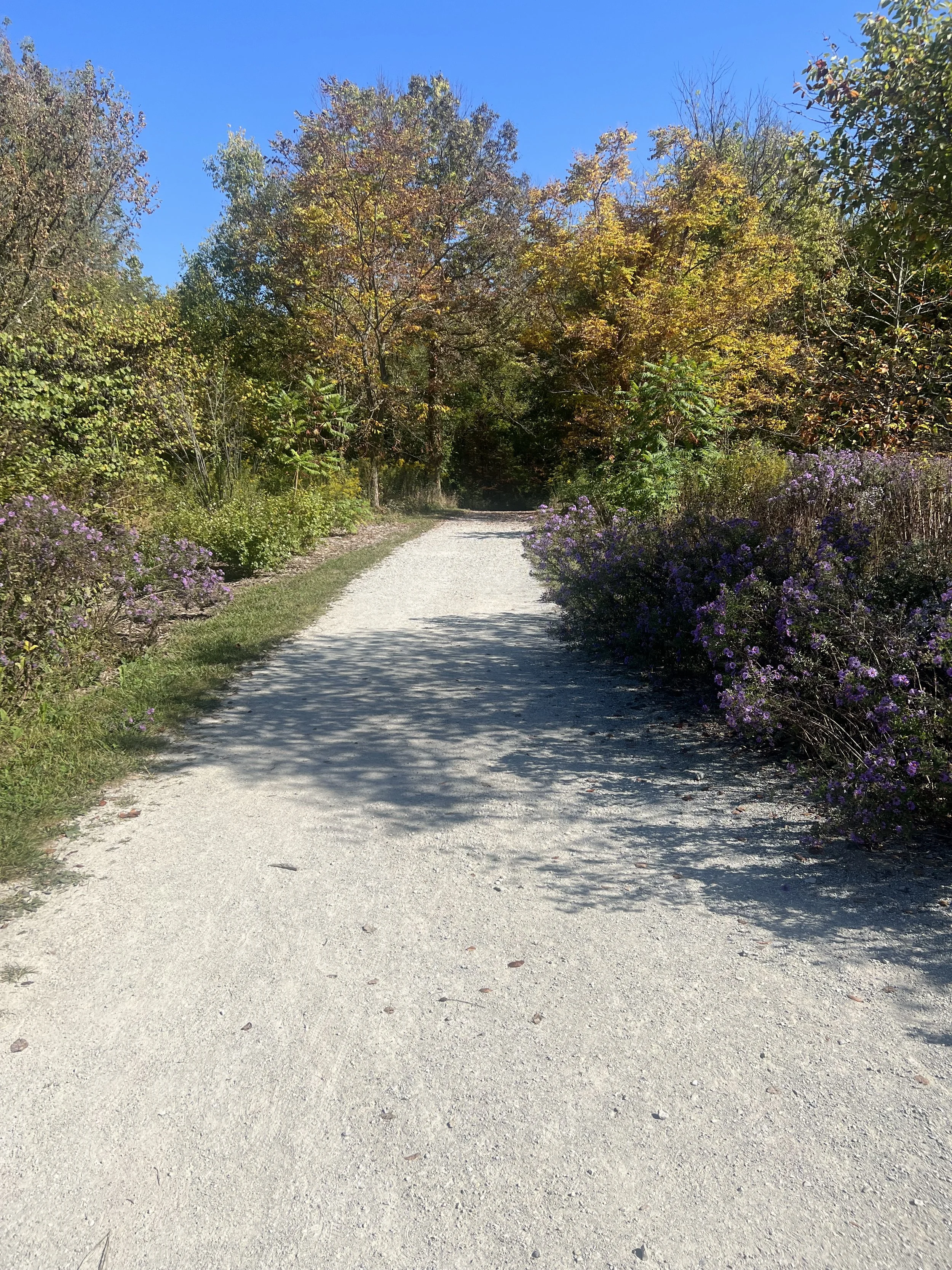 A gravel pathway through a lush area with trees and bushes on both sides, some trees with fall foliage, and purple flowers along the path. The sky is clear and blue.