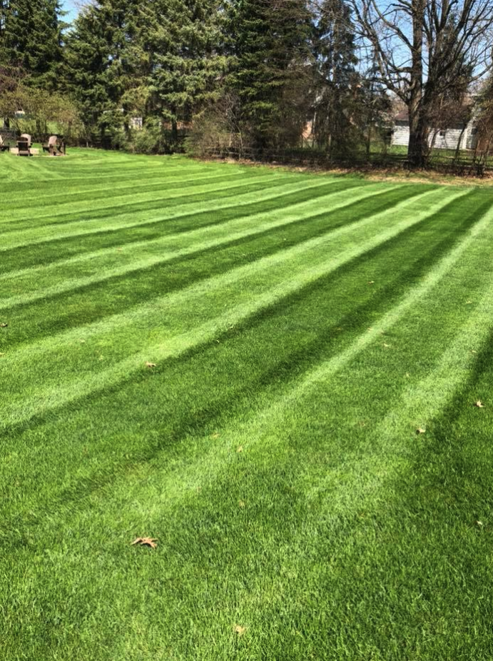 Freshly cut residential lawn by Lady Bug Lawncare & Landscaping in Massillon, Ohio