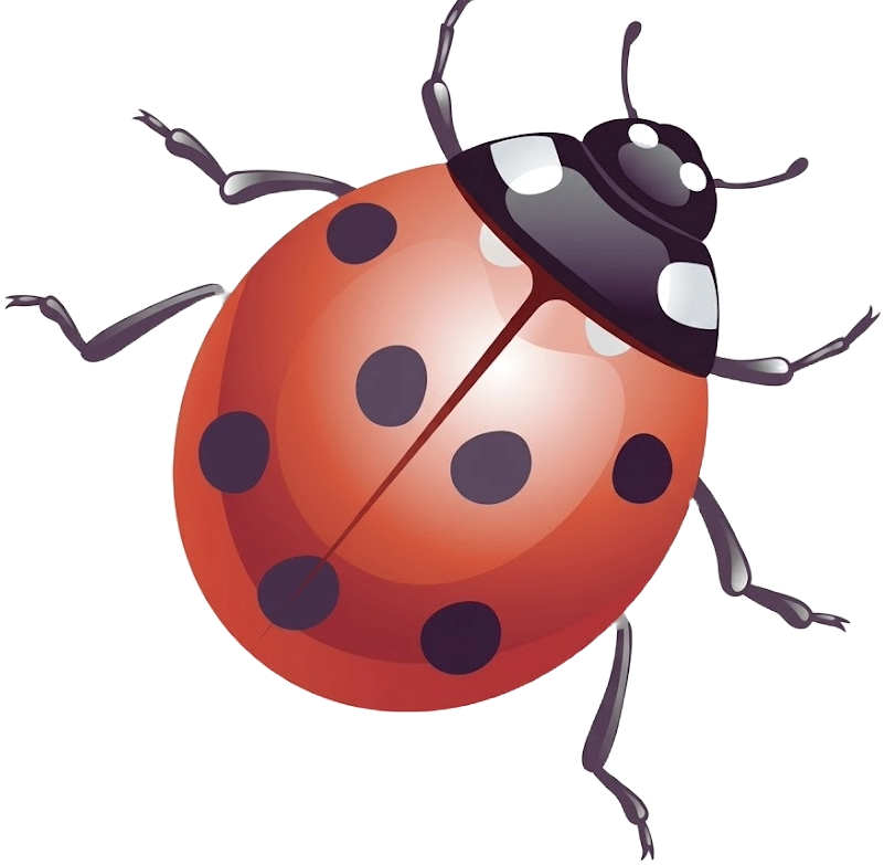 Illustration of a ladybug with an orange body and black spots, black head, and six legs.