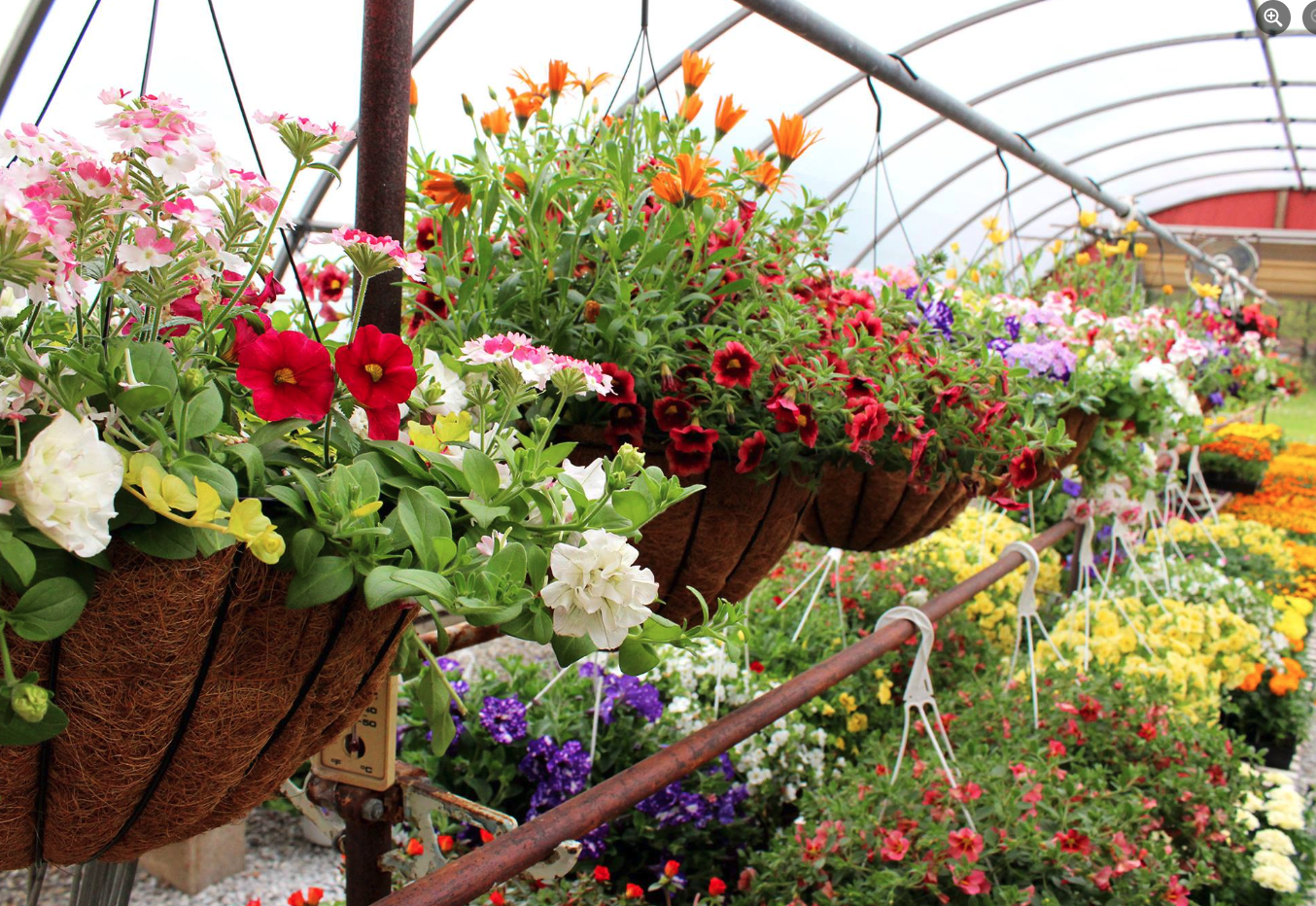 Colorful hanging flower baskets inside a greenhouse Lady Bug Lawncare & Landscaping in Massillon, Ohio