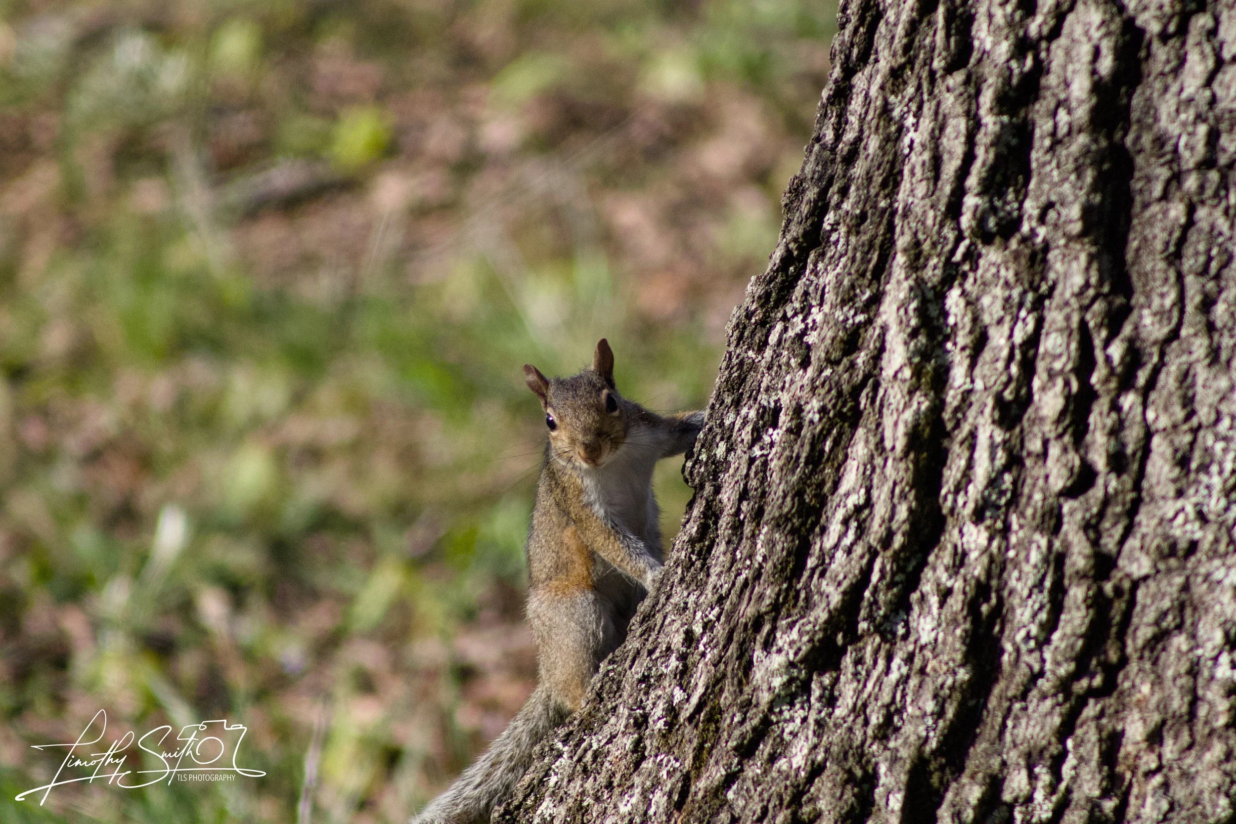 Wildlife and Nature photography