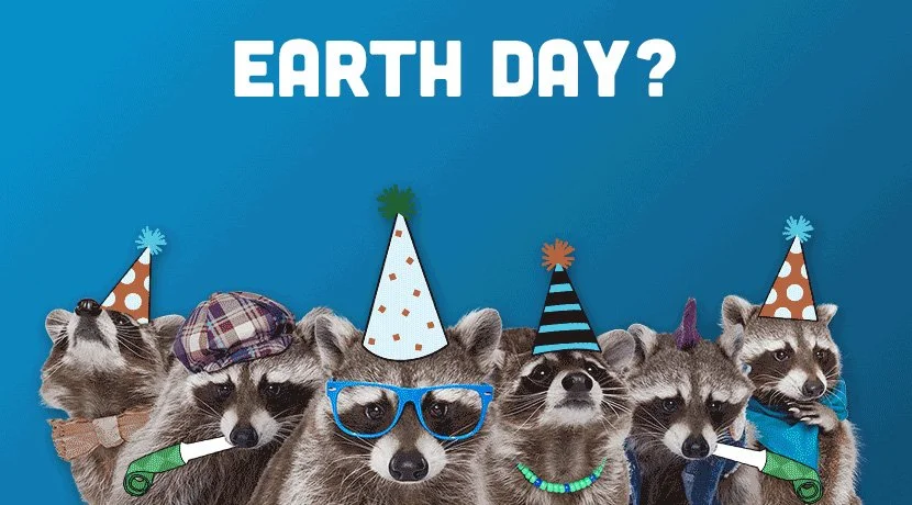 Recycling Raccoons