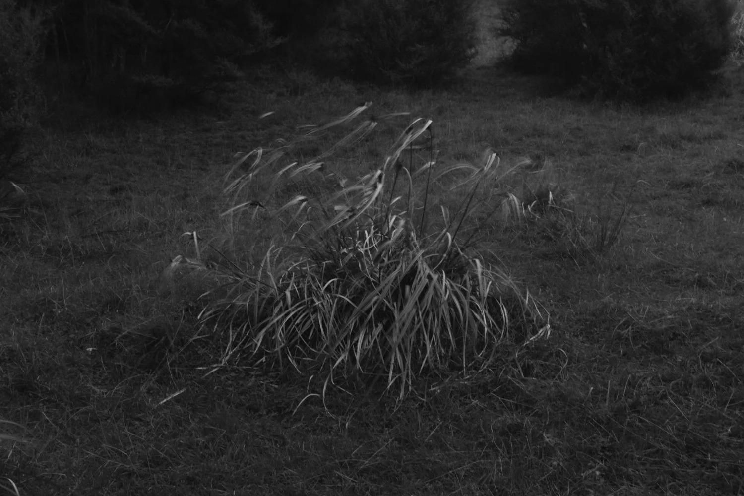 50_Camus_Wyatt - the path_54.jpg