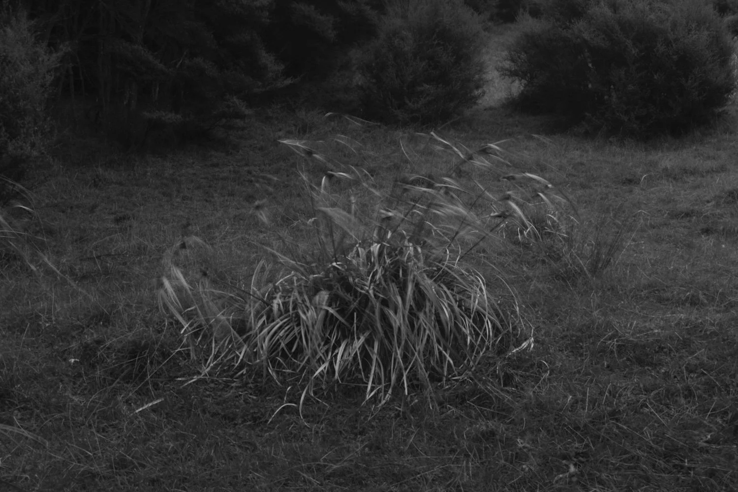 49_Camus_Wyatt - the path_55.jpg