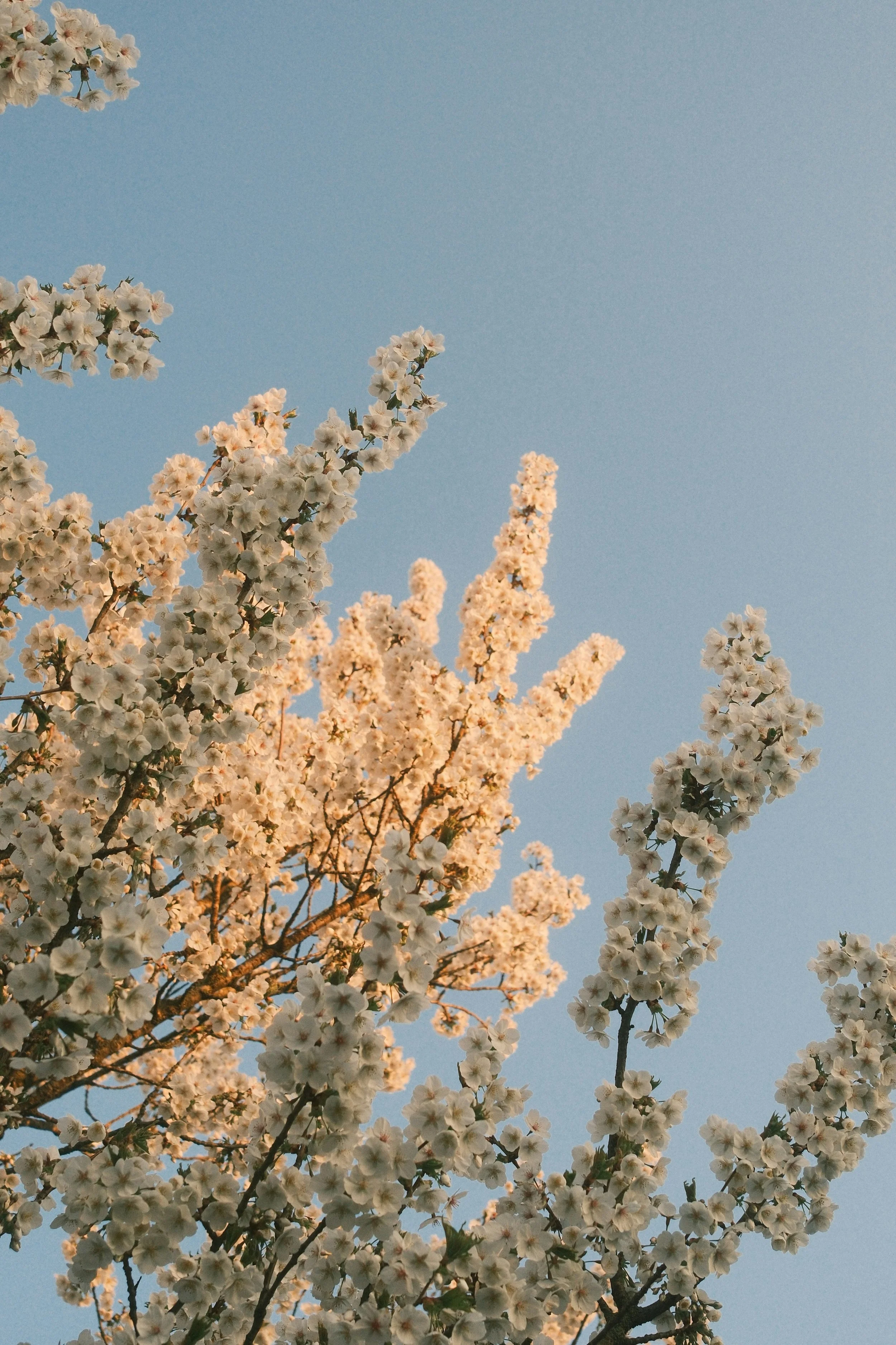 Human Energetic Reset